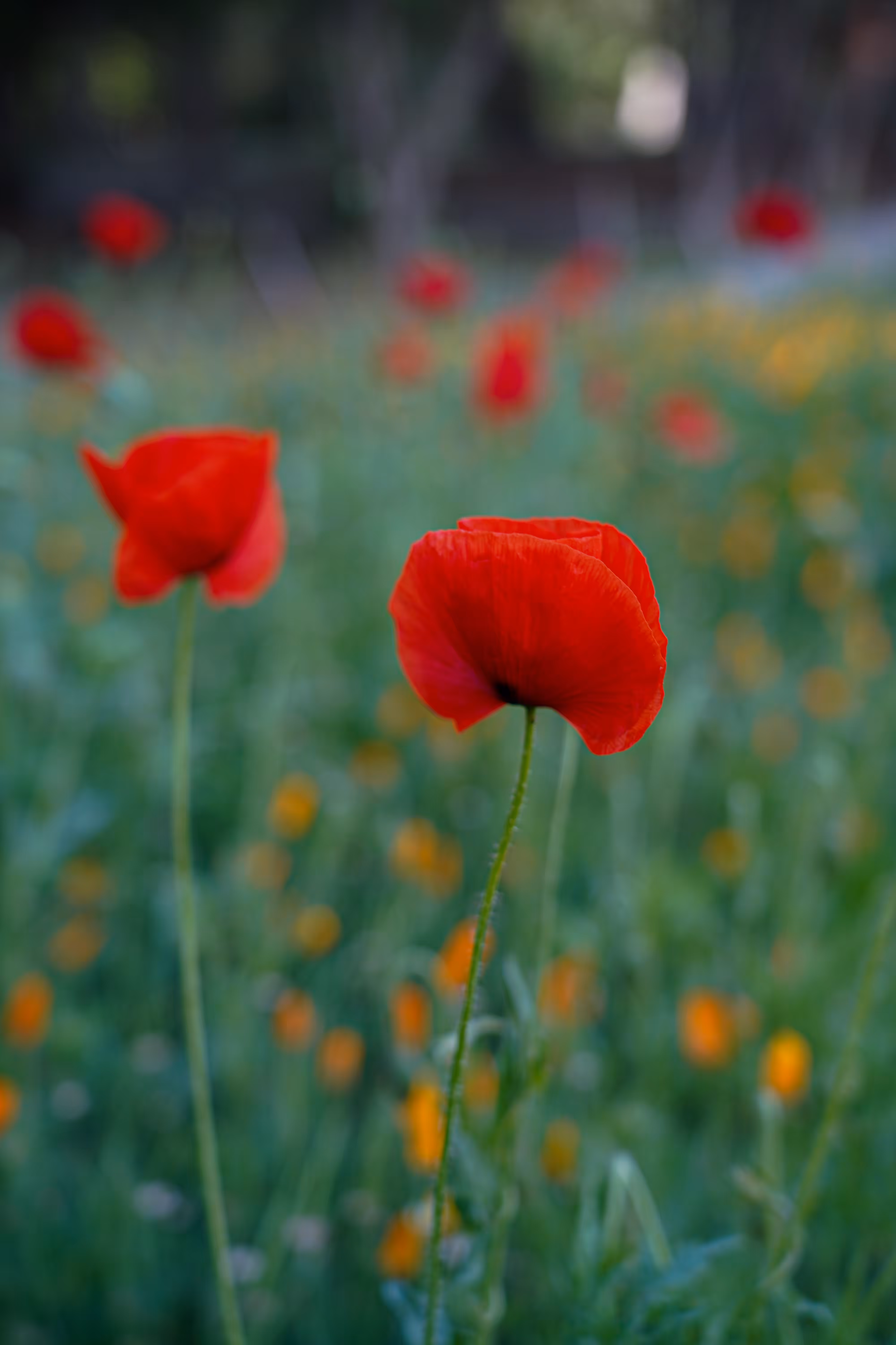flowers: Anemone