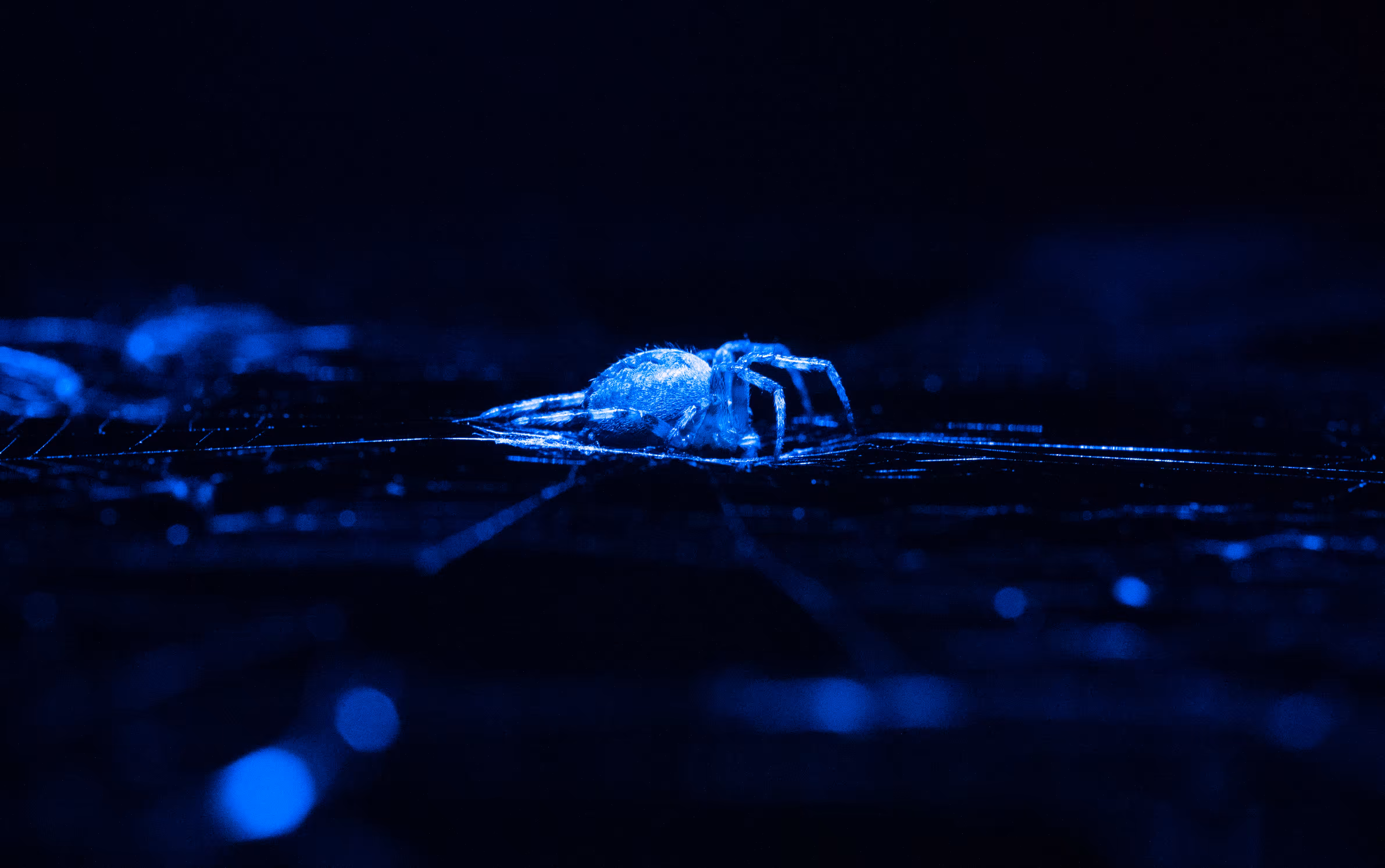 Azure ghost spider 