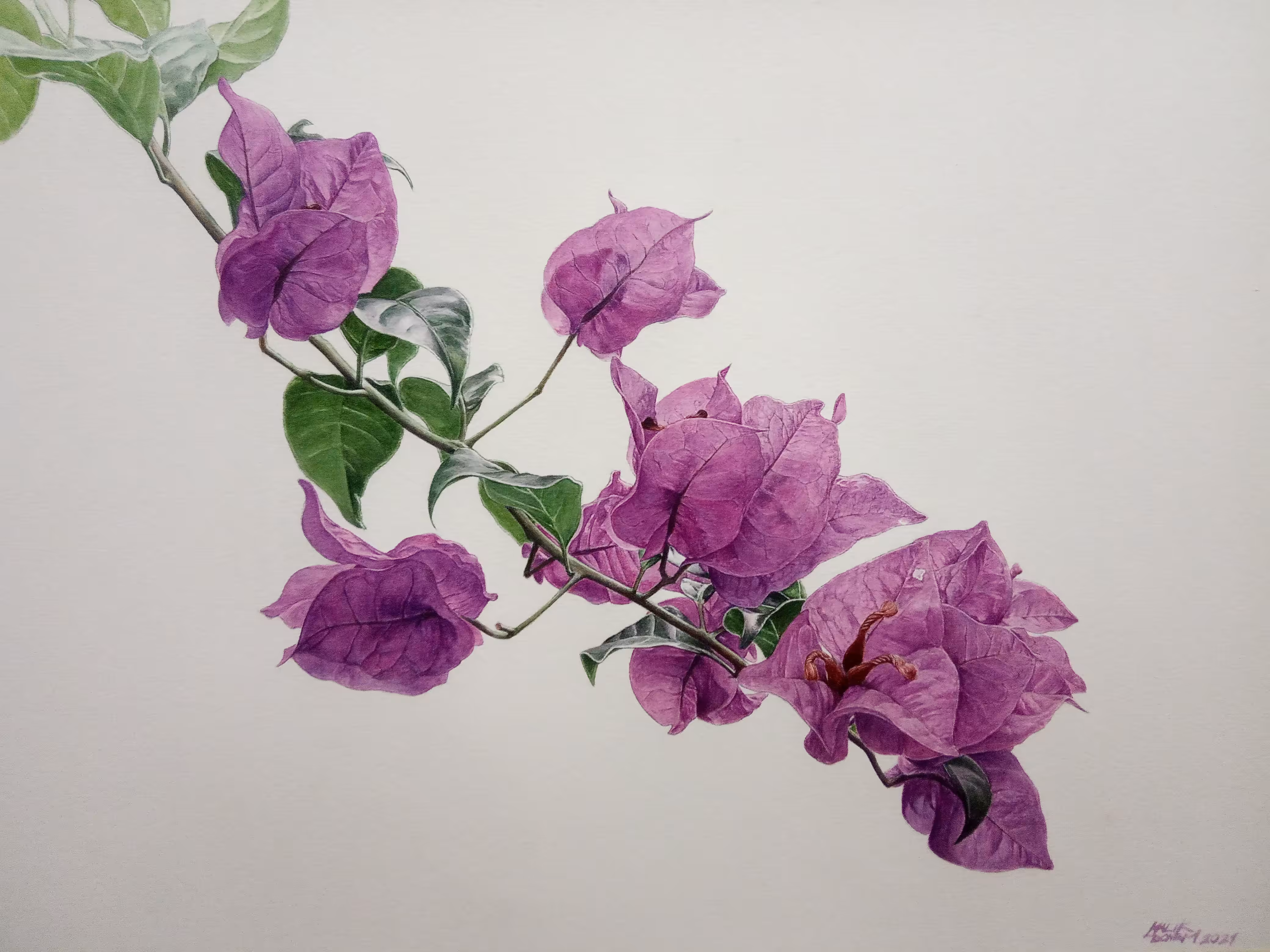 Bougainville