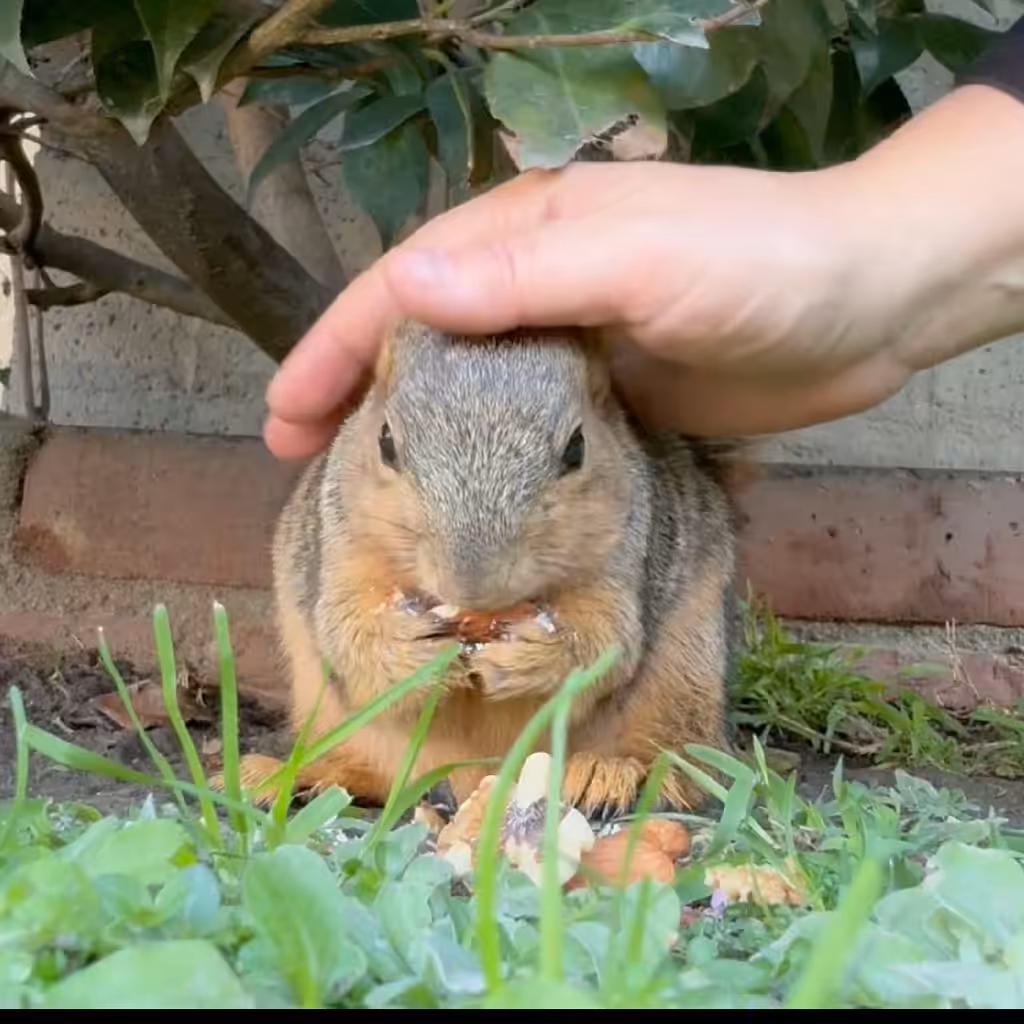 this is the story of the squirrels: Girl squirrel peels her almonds as you should obvs