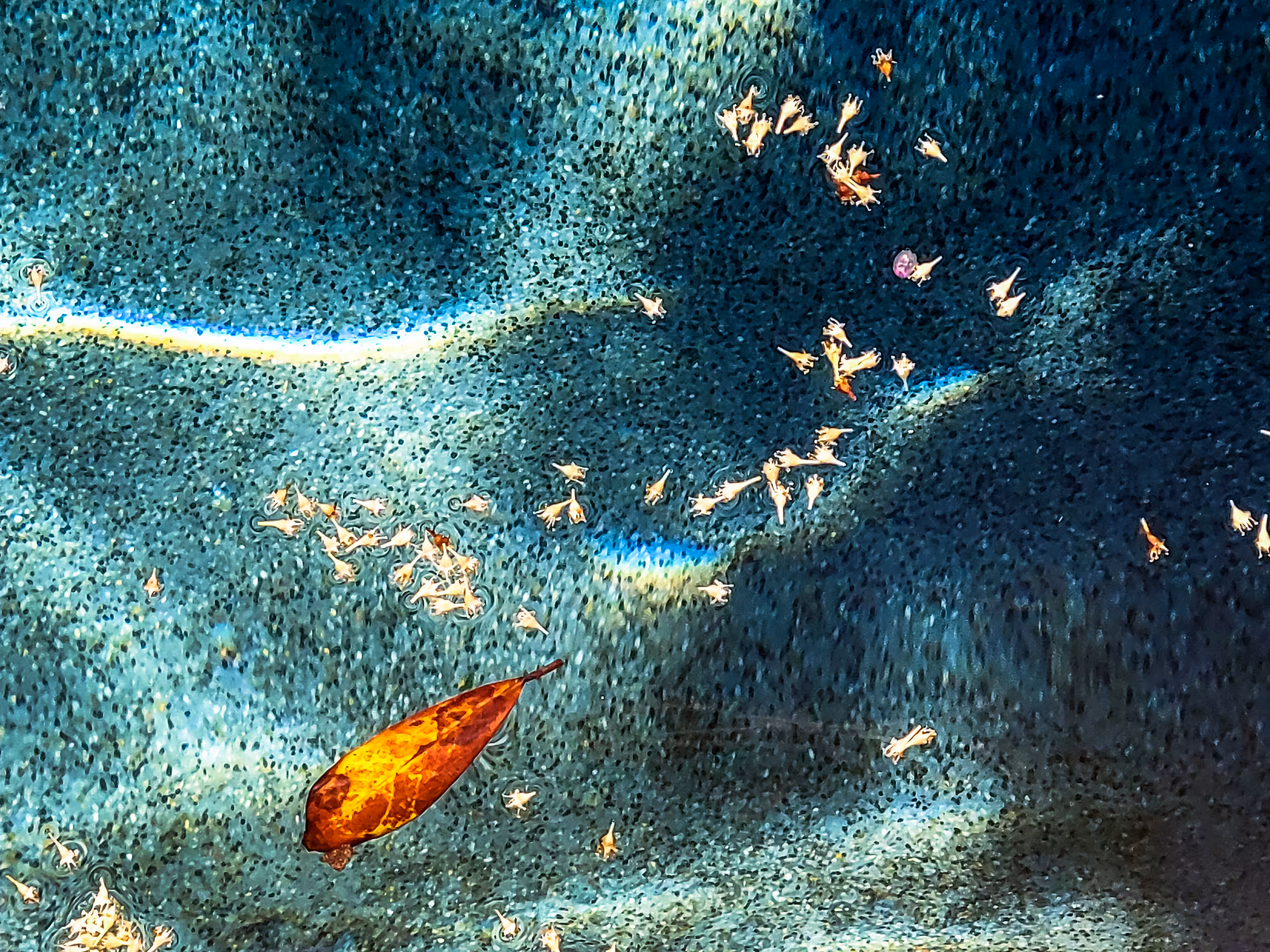 The Leaf