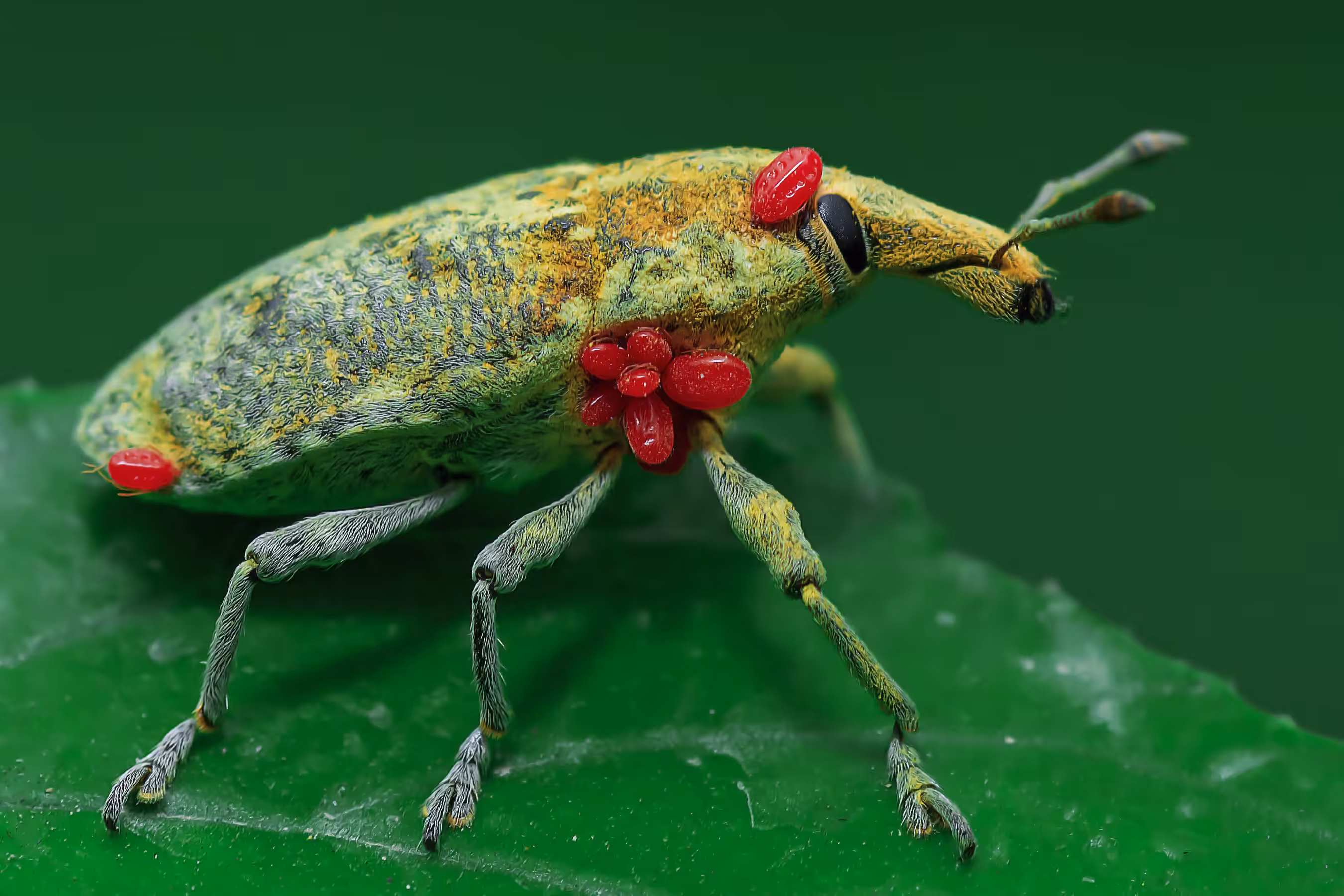Weevil