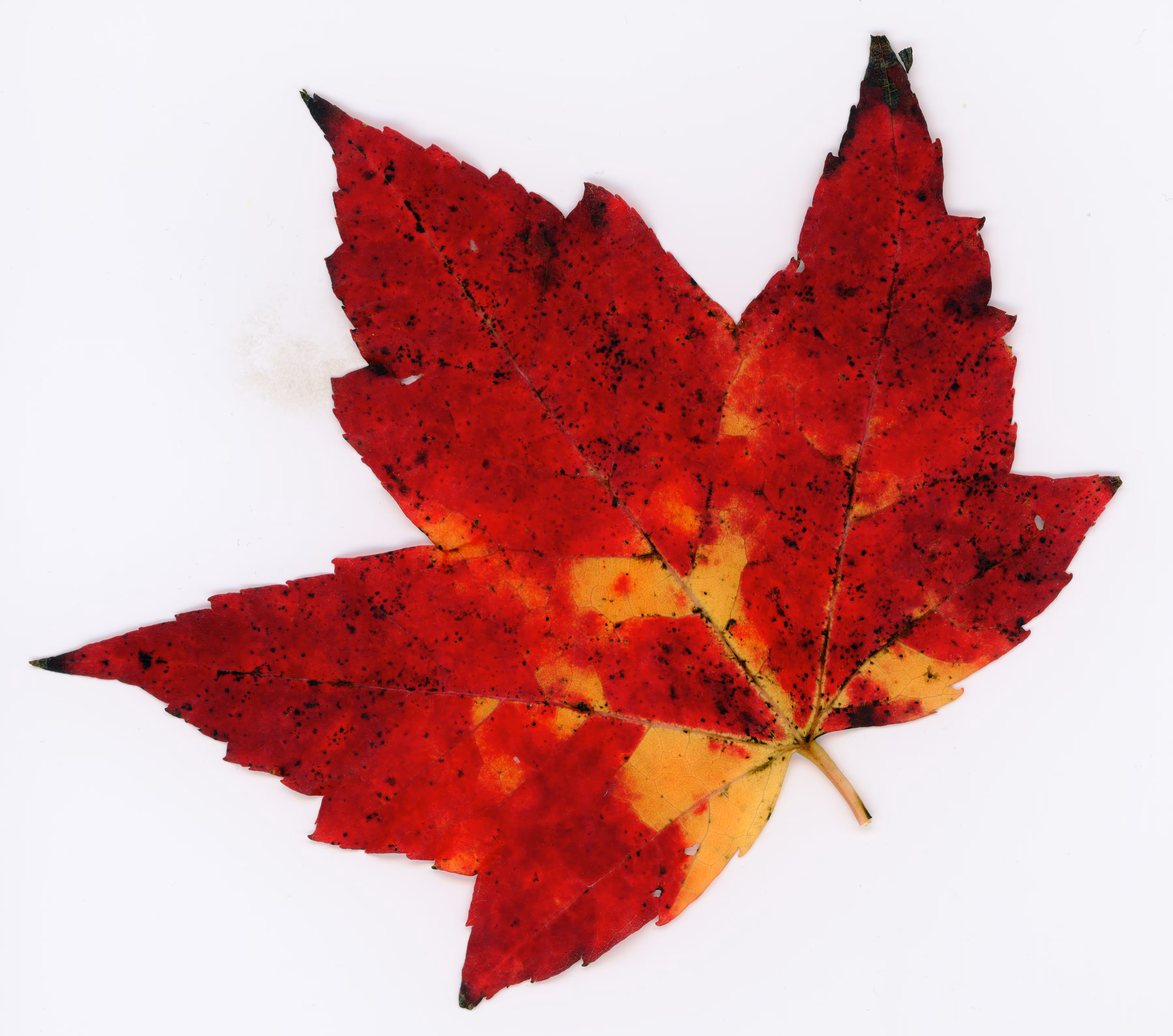 Autumnatic Intimacy #15