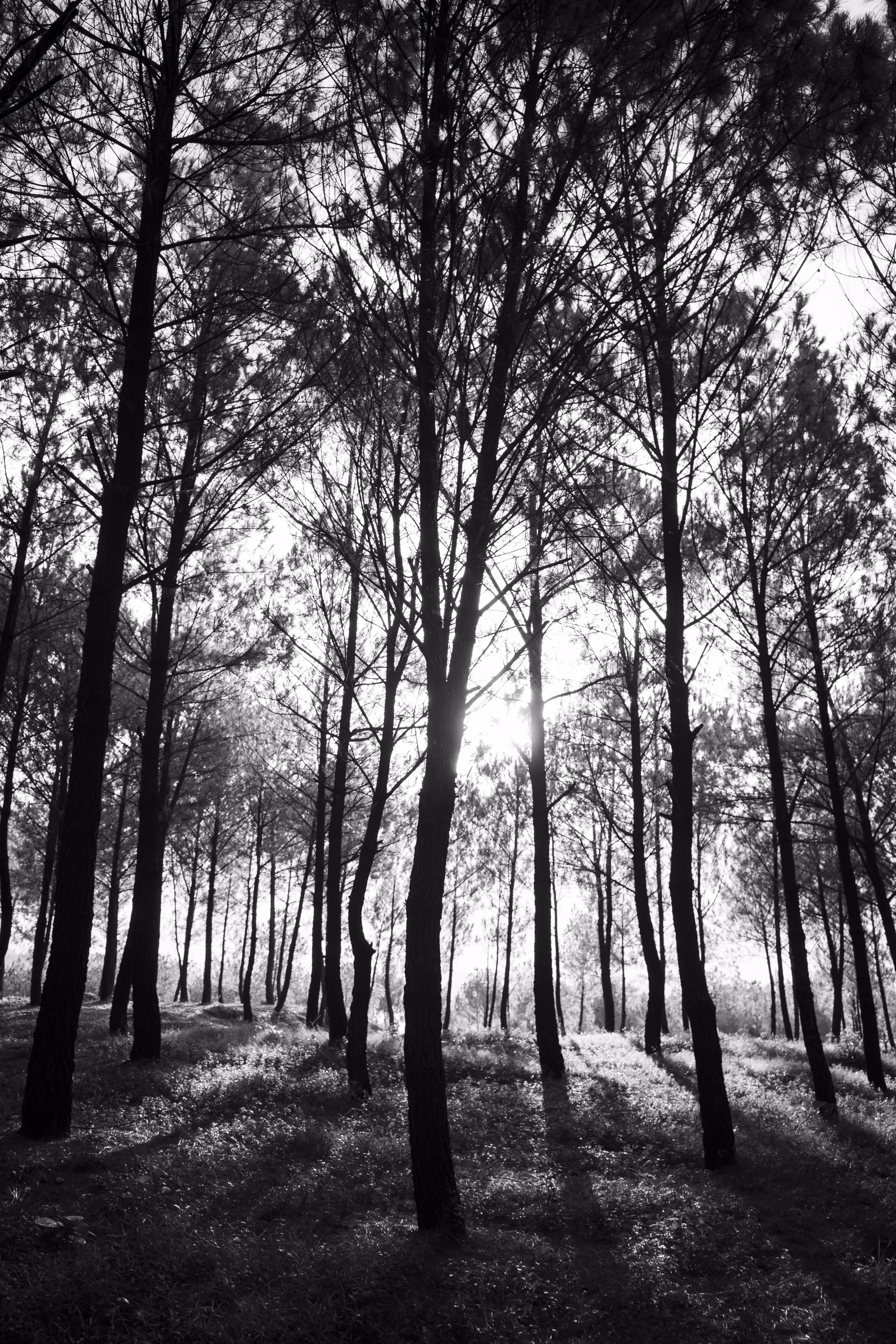  Warm Pines