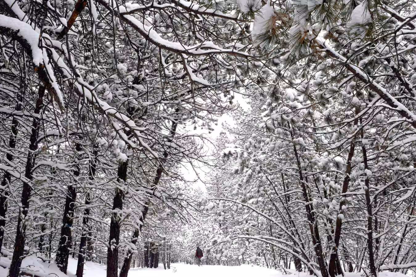 Walking In A Winter Wonderland