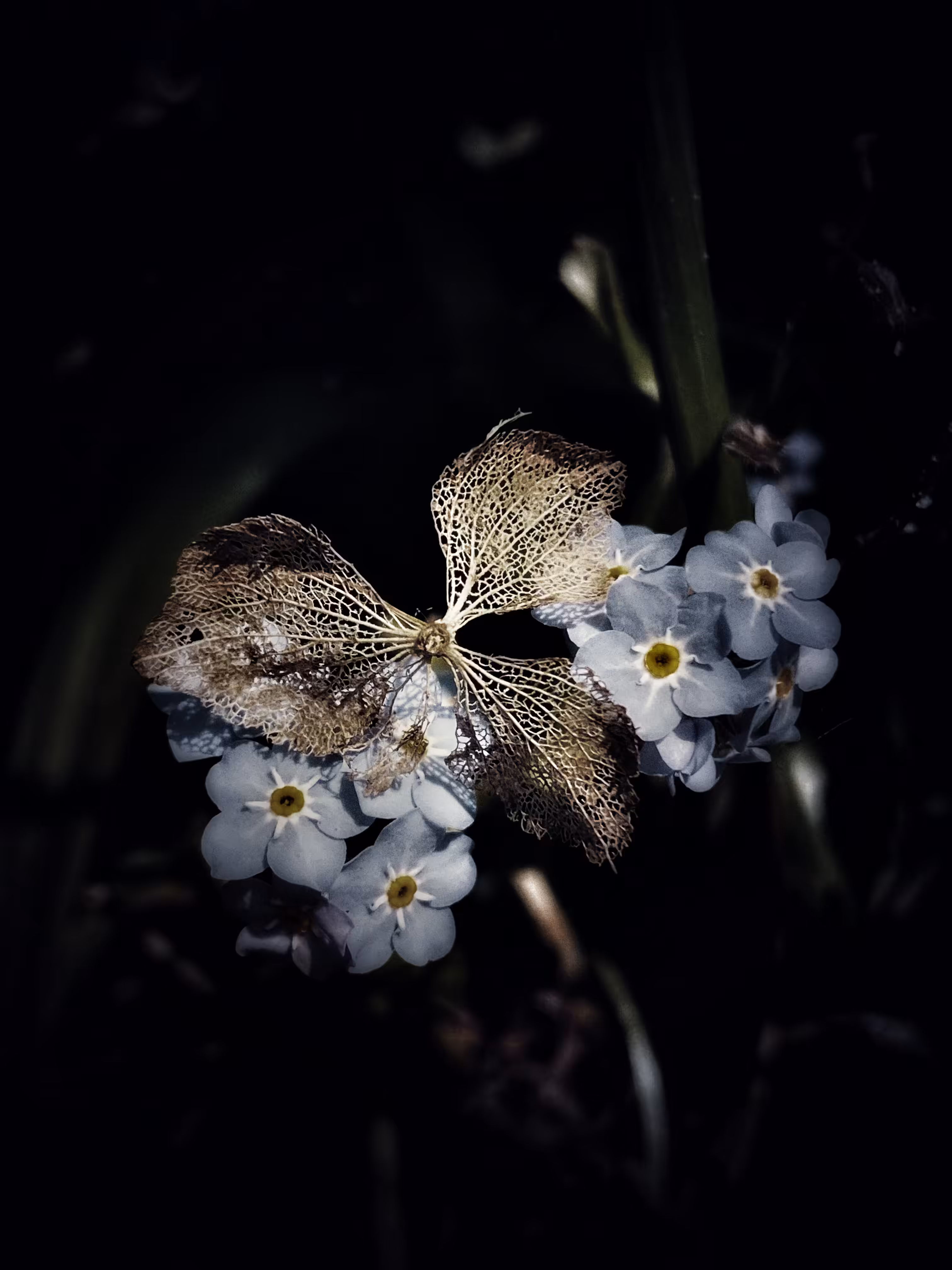Bloom & Bones: Forget-Me-Not