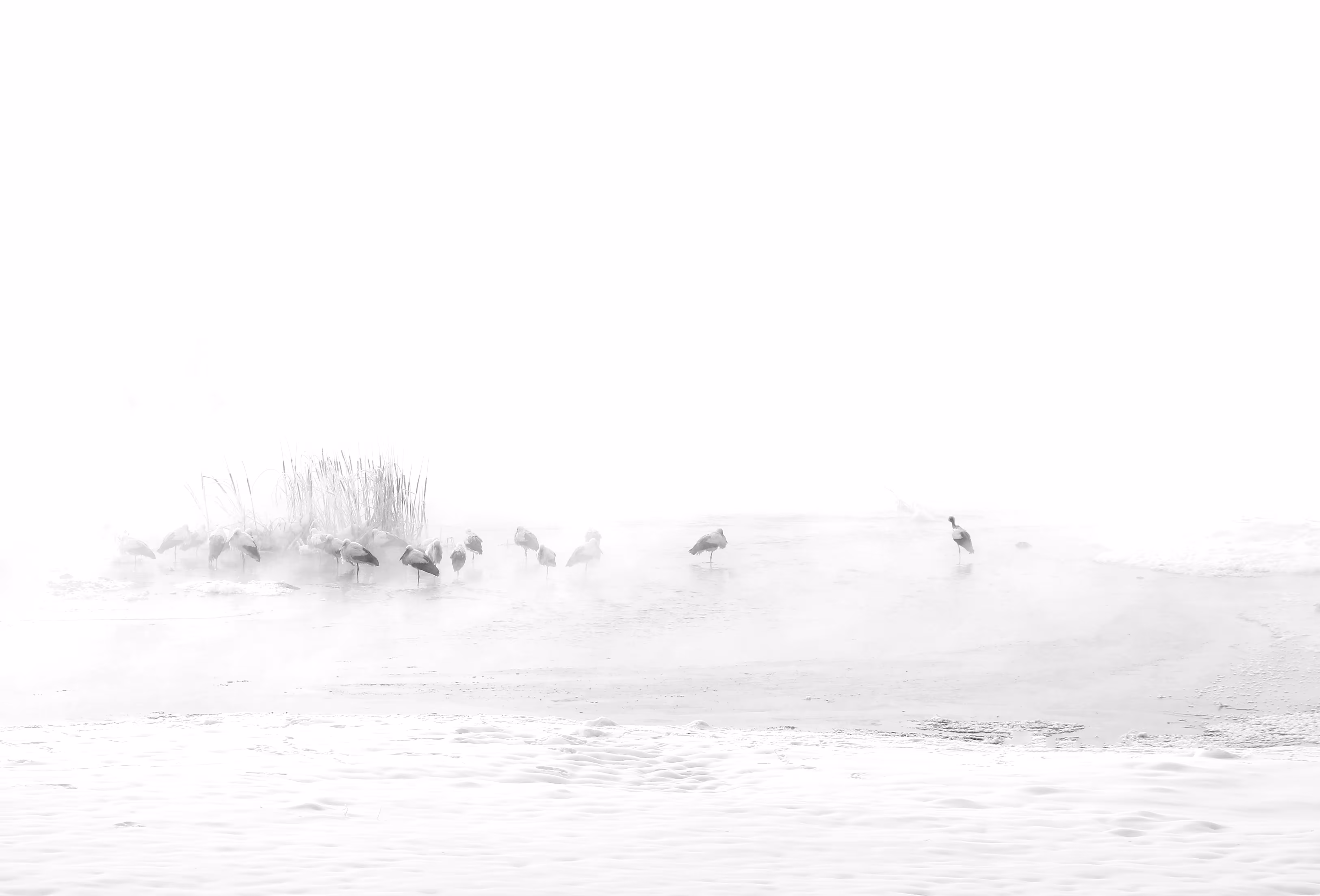 White fog