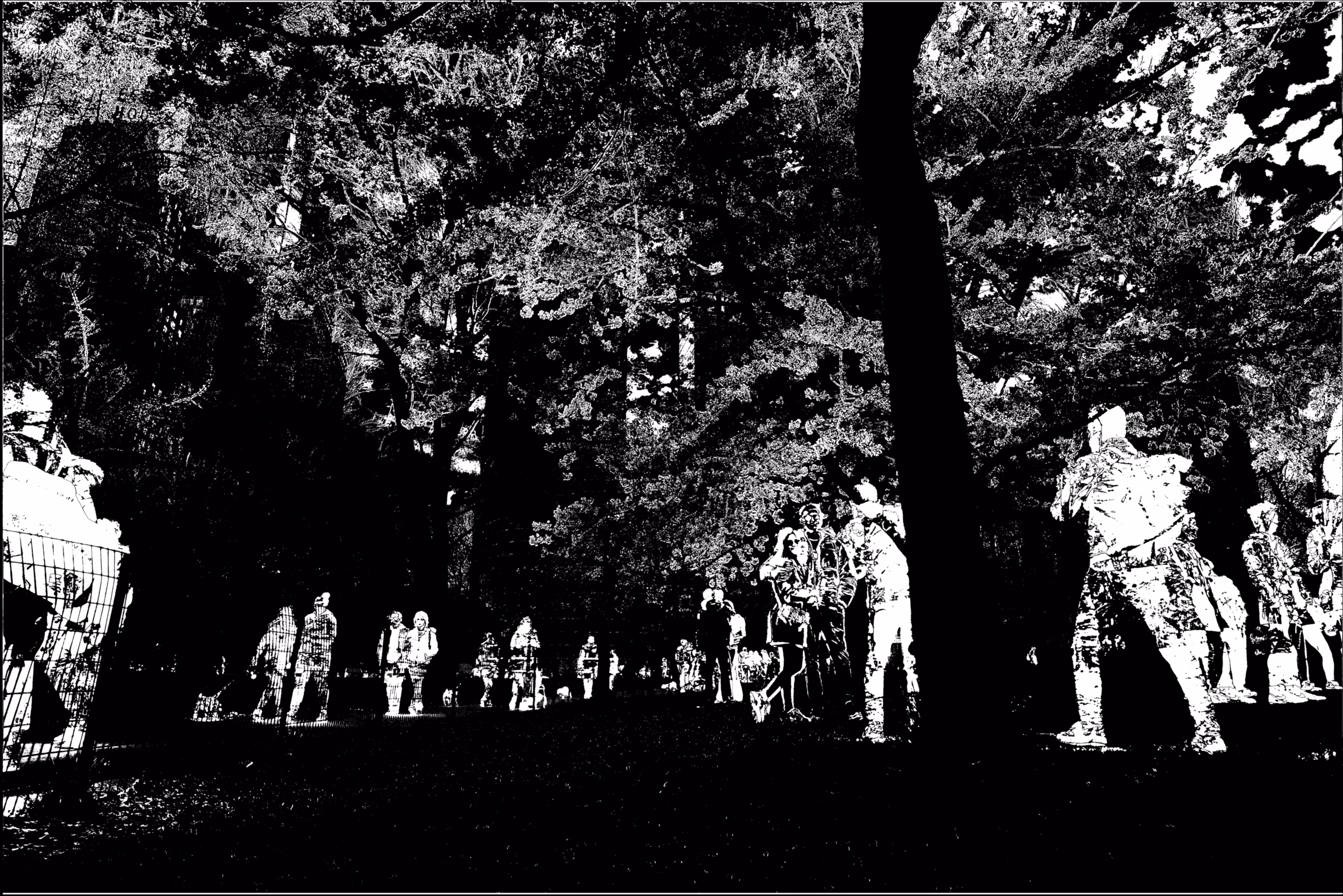 Cherry Blossoms, Central Park: Alphaeval18M