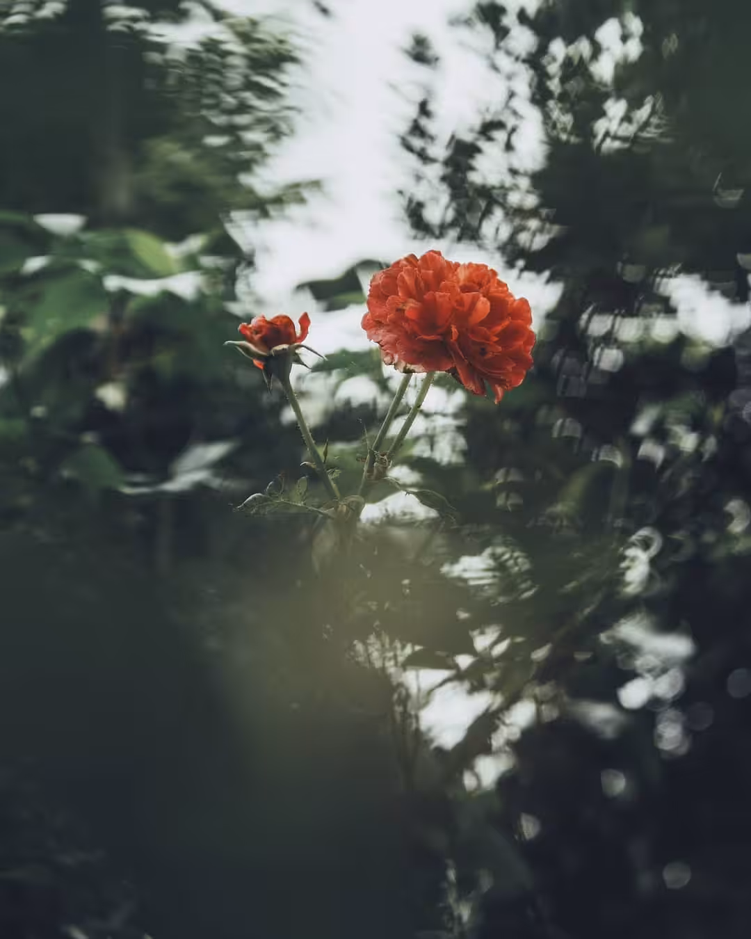 bloom #18