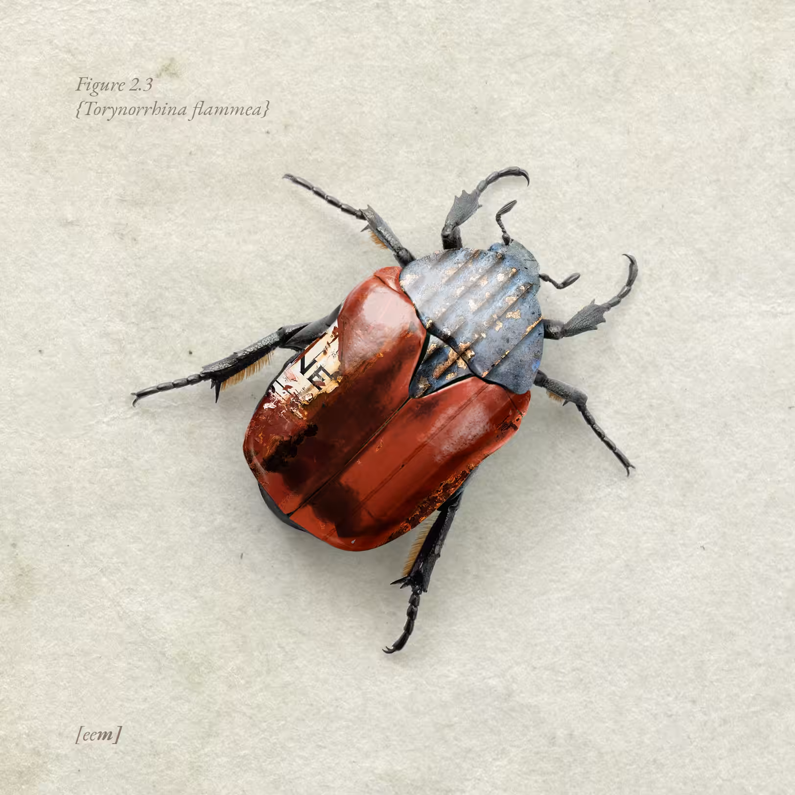 Figure 2.3 {Torynorrhina flammea}