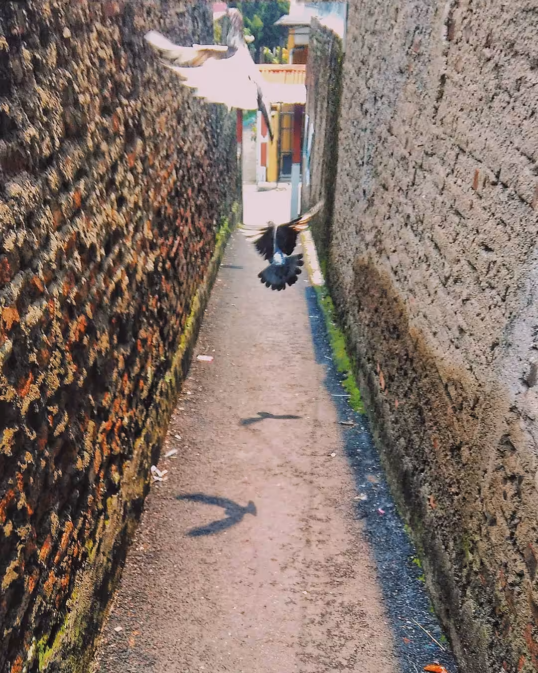 the flying doves