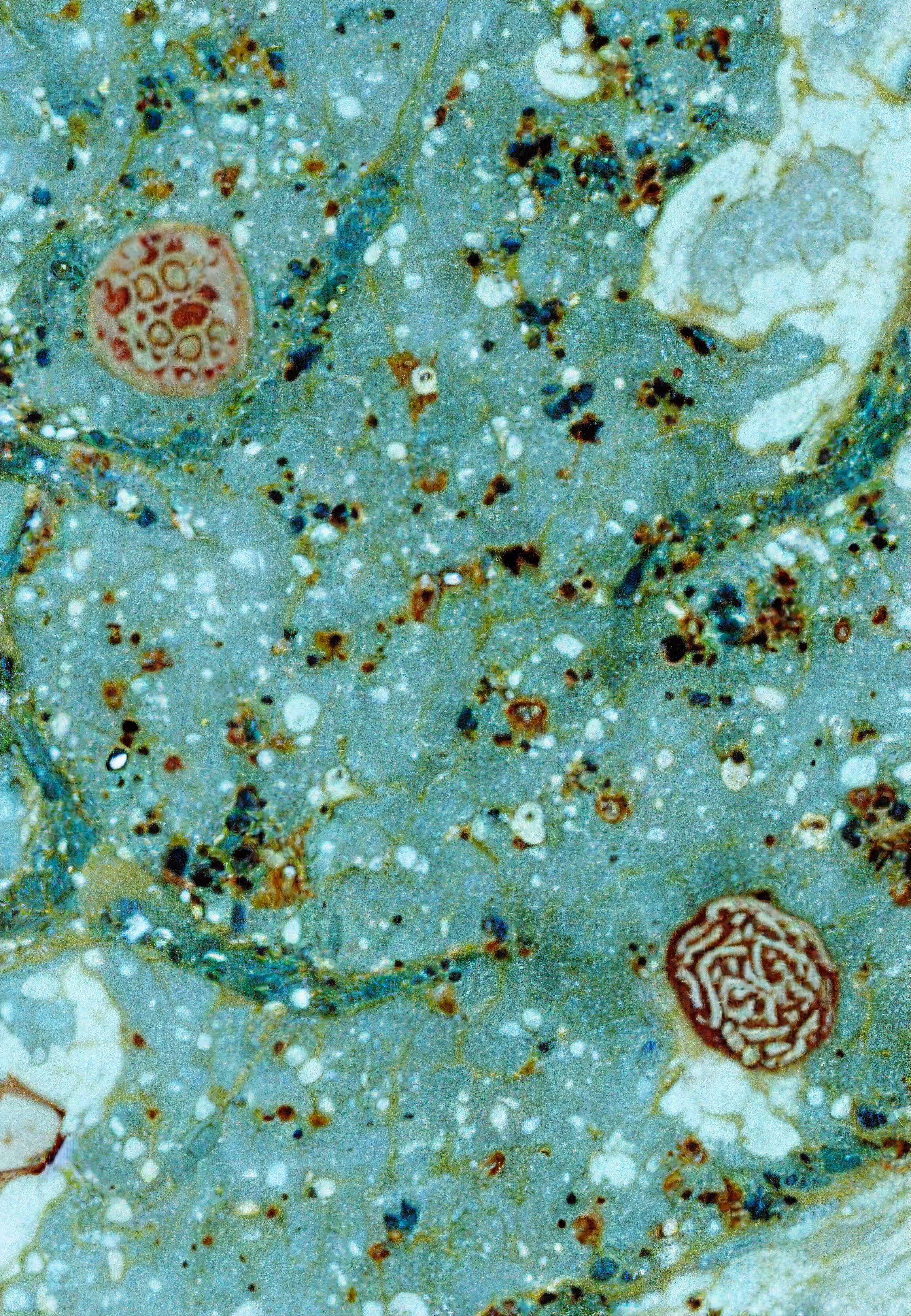 Histologia In Silico #234