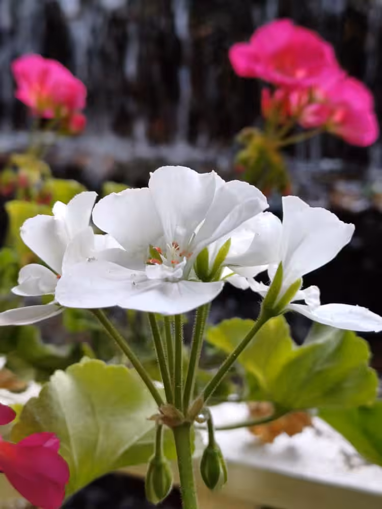 White geranium