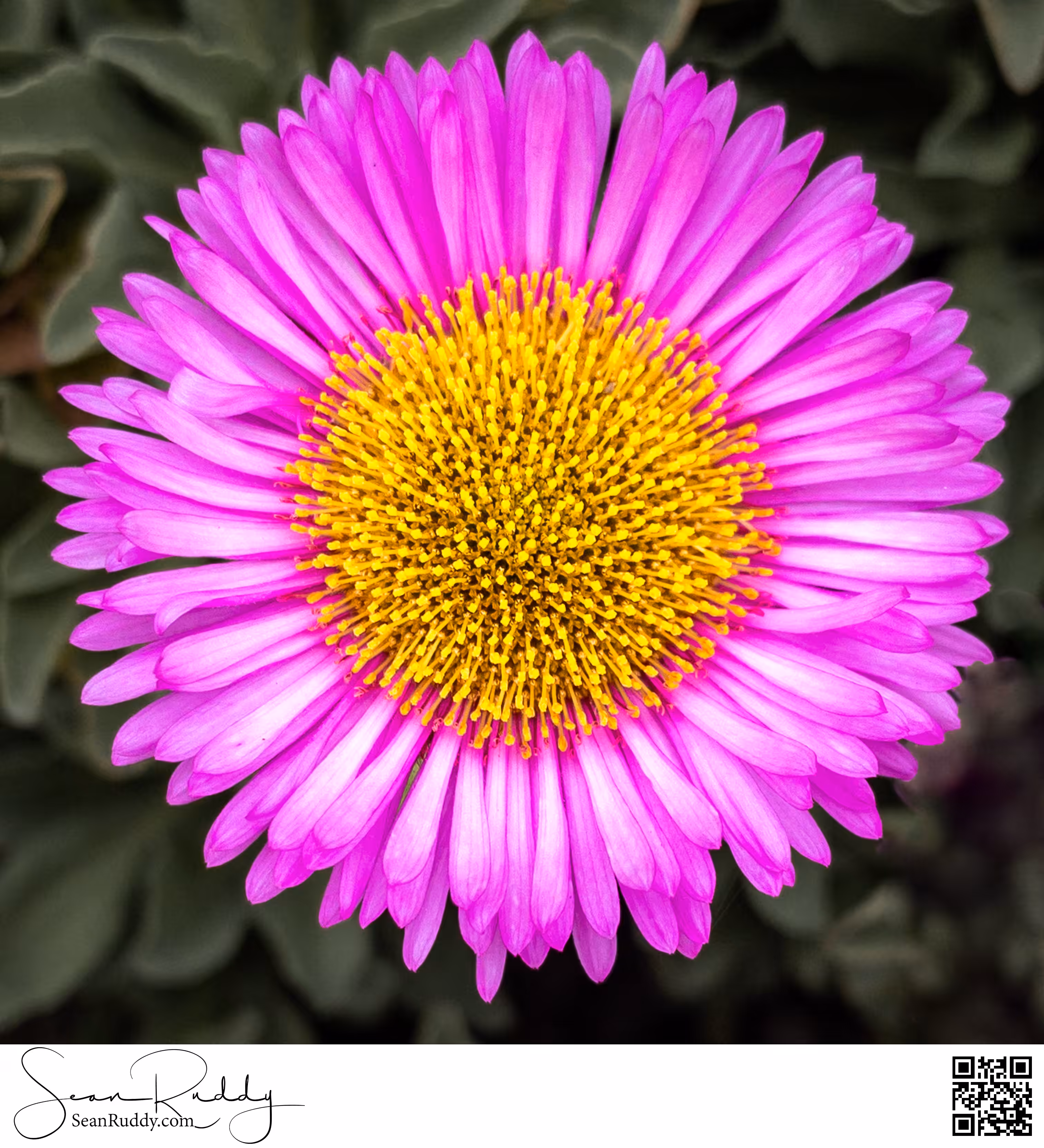 Blooming!