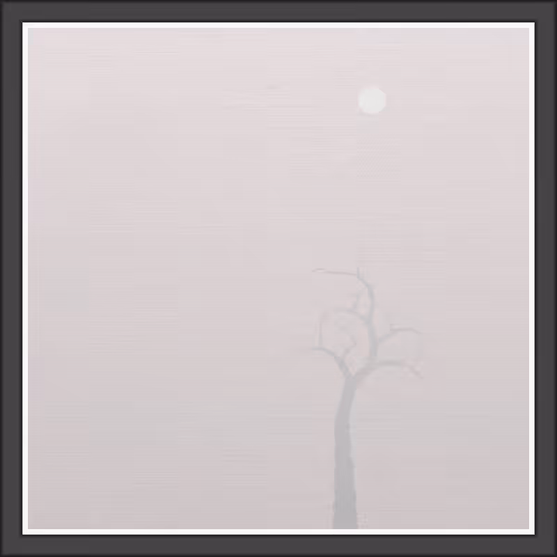 The Foggy Trees #101