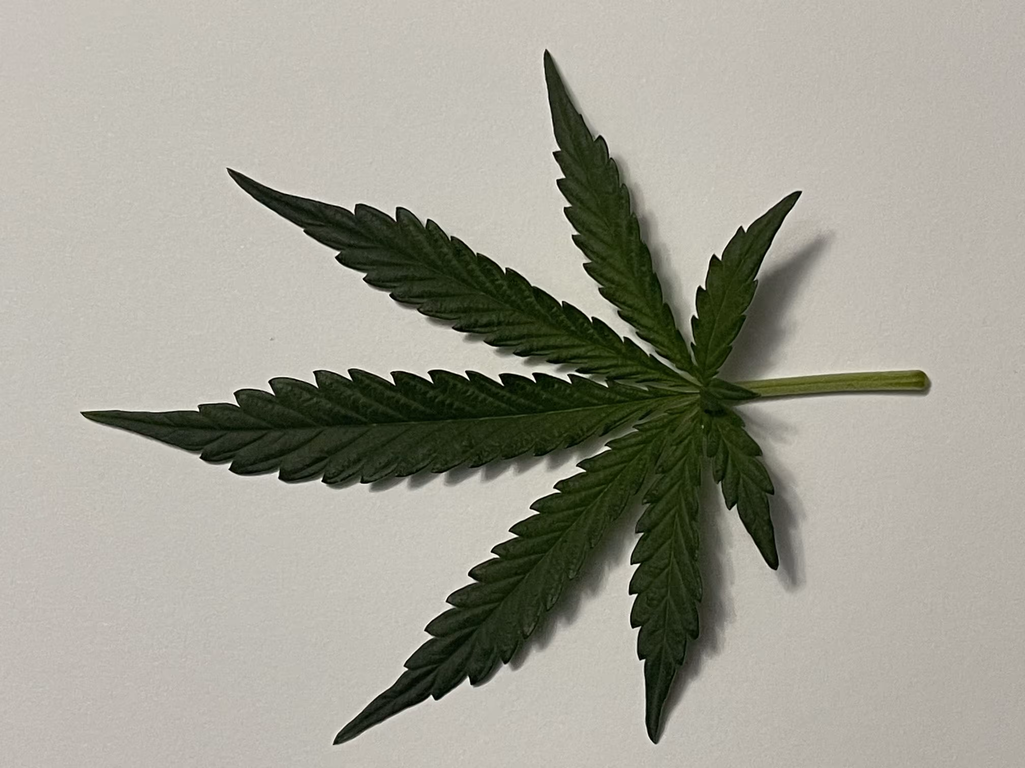 Just A Leaf