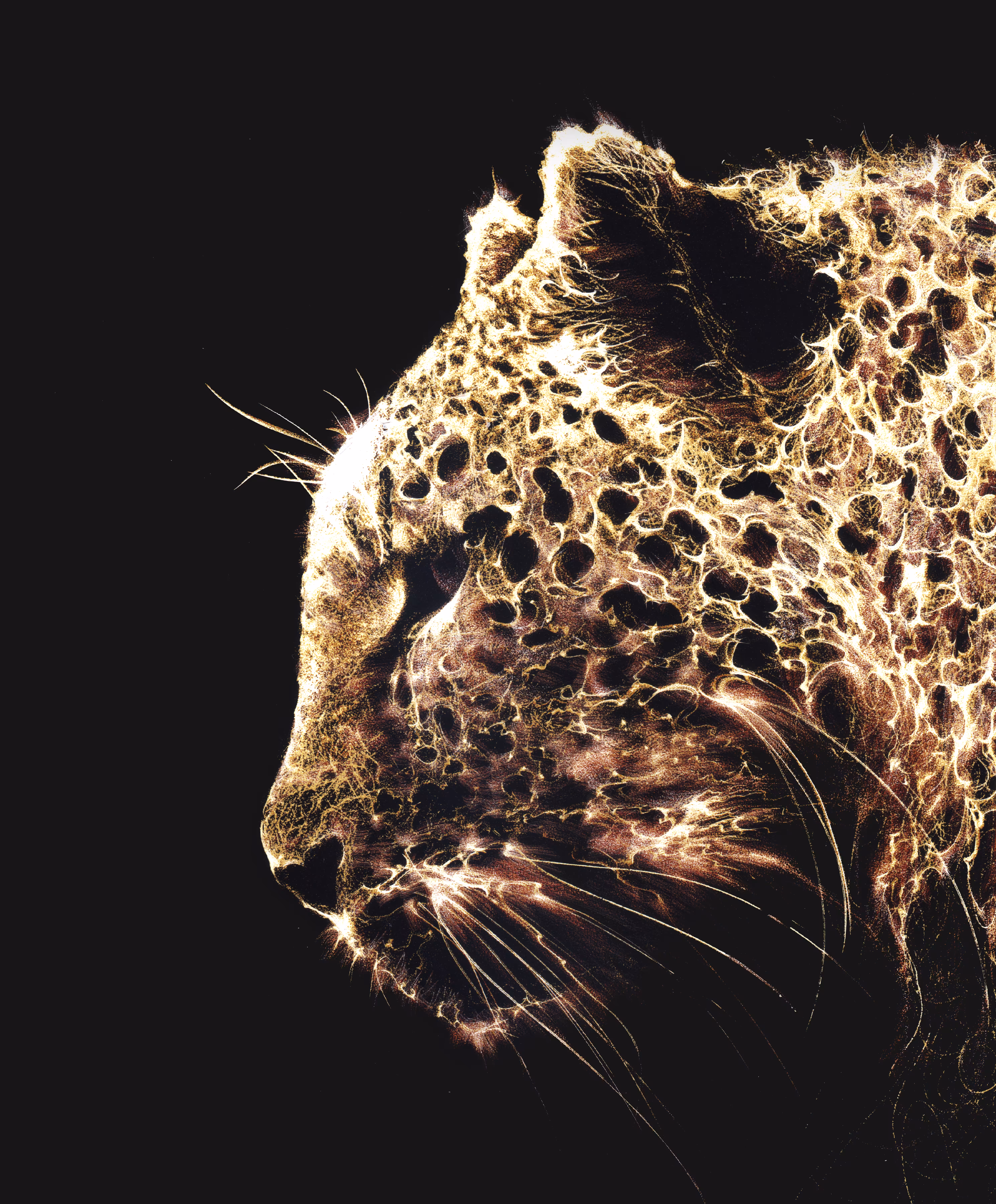 The Gift of the Cheetah