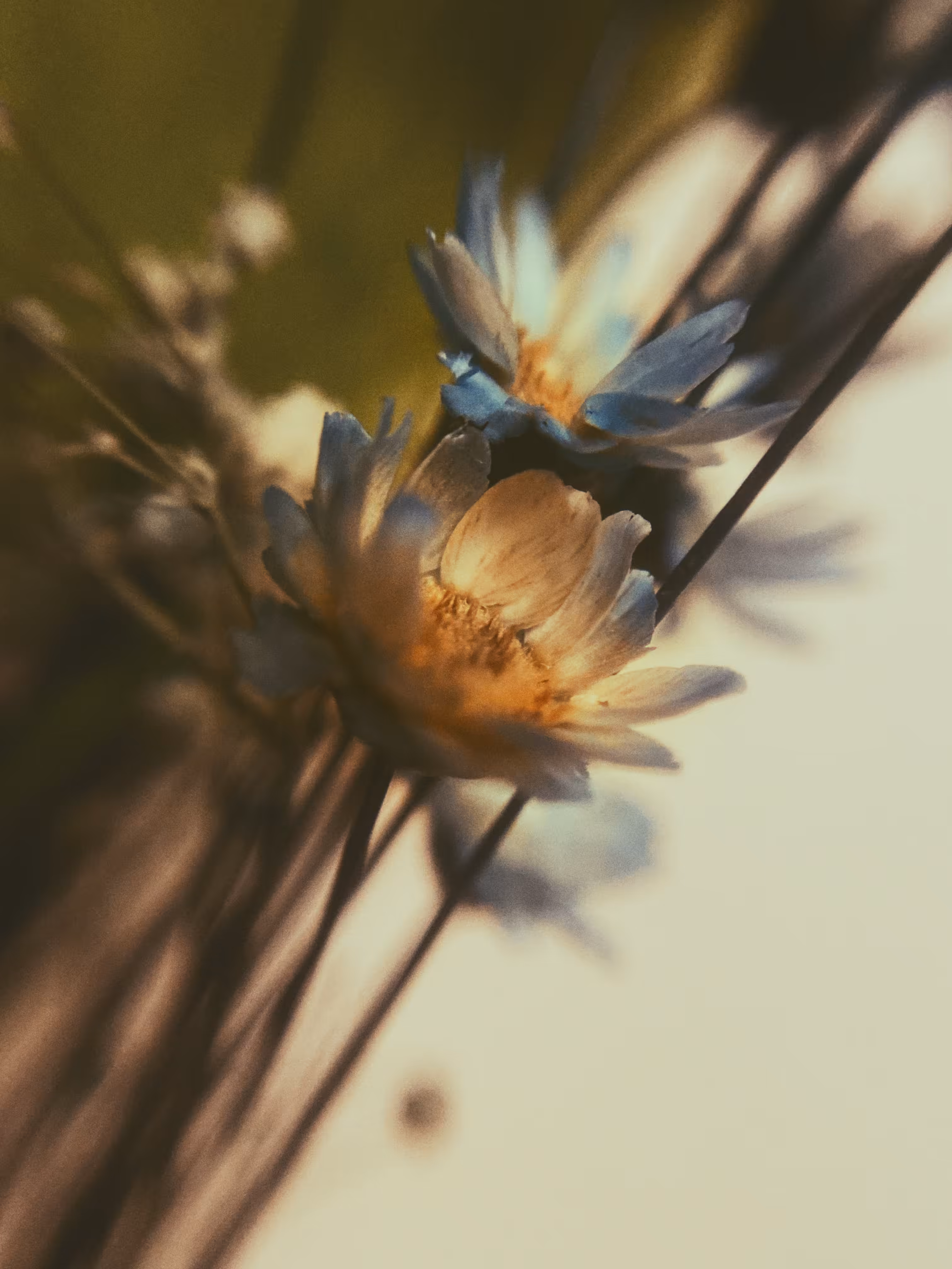🌾The Field of Dreams: Beauty Unbound 🤍
