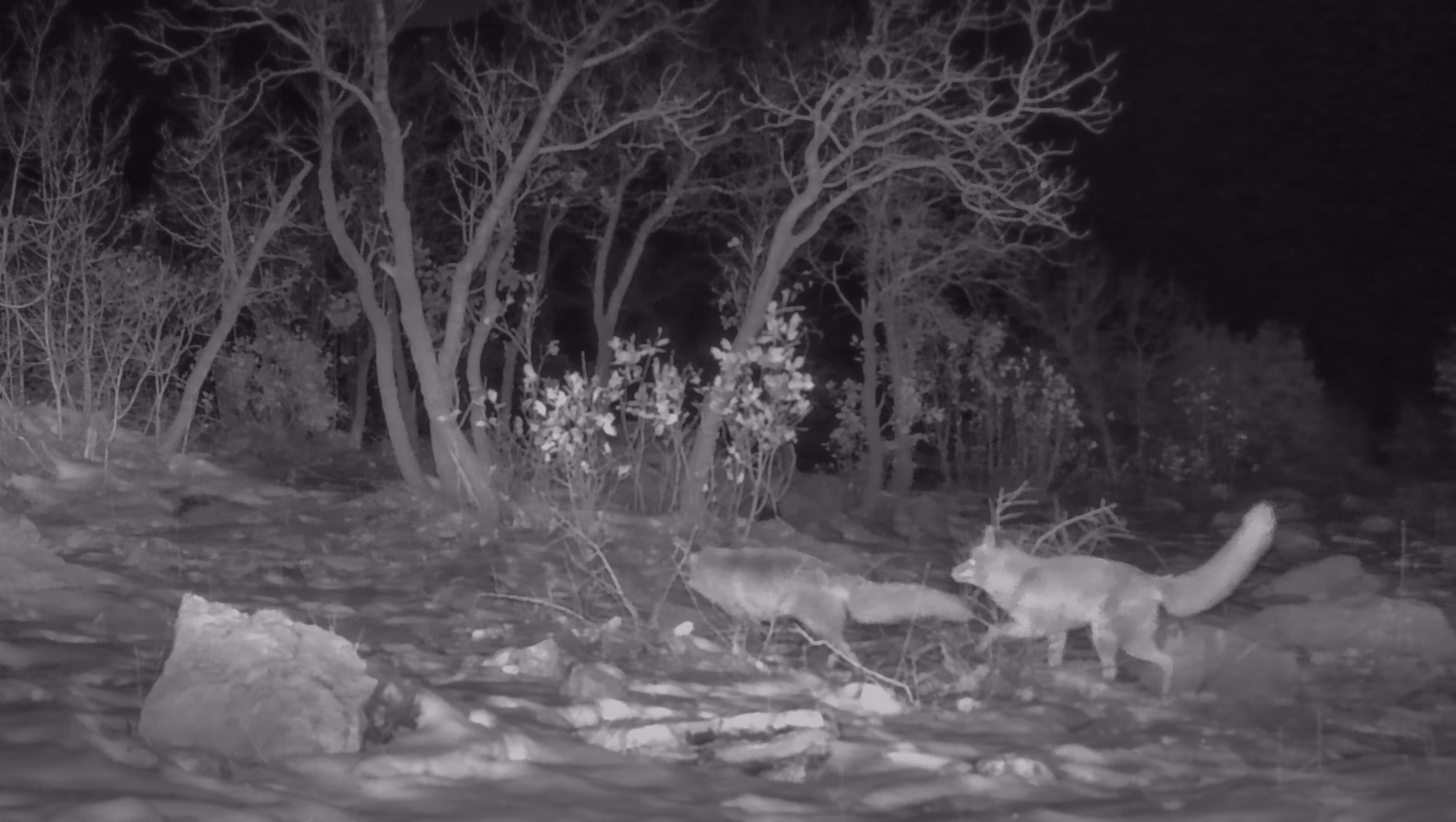 Two foxes in love on a cold snowy night. 