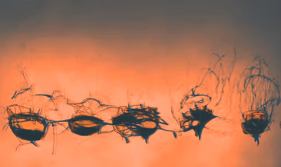 Boats of Avoch