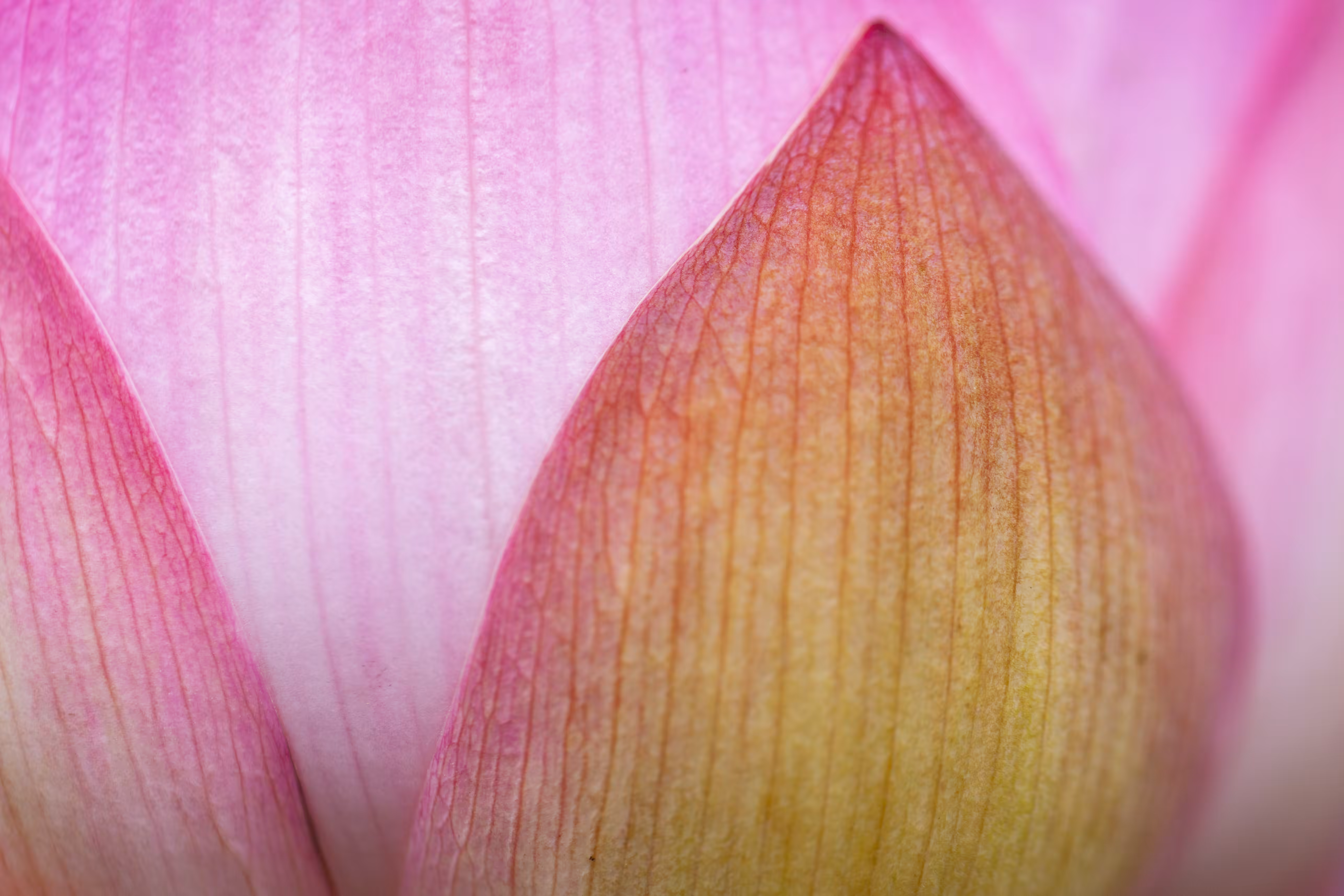 Flora 16