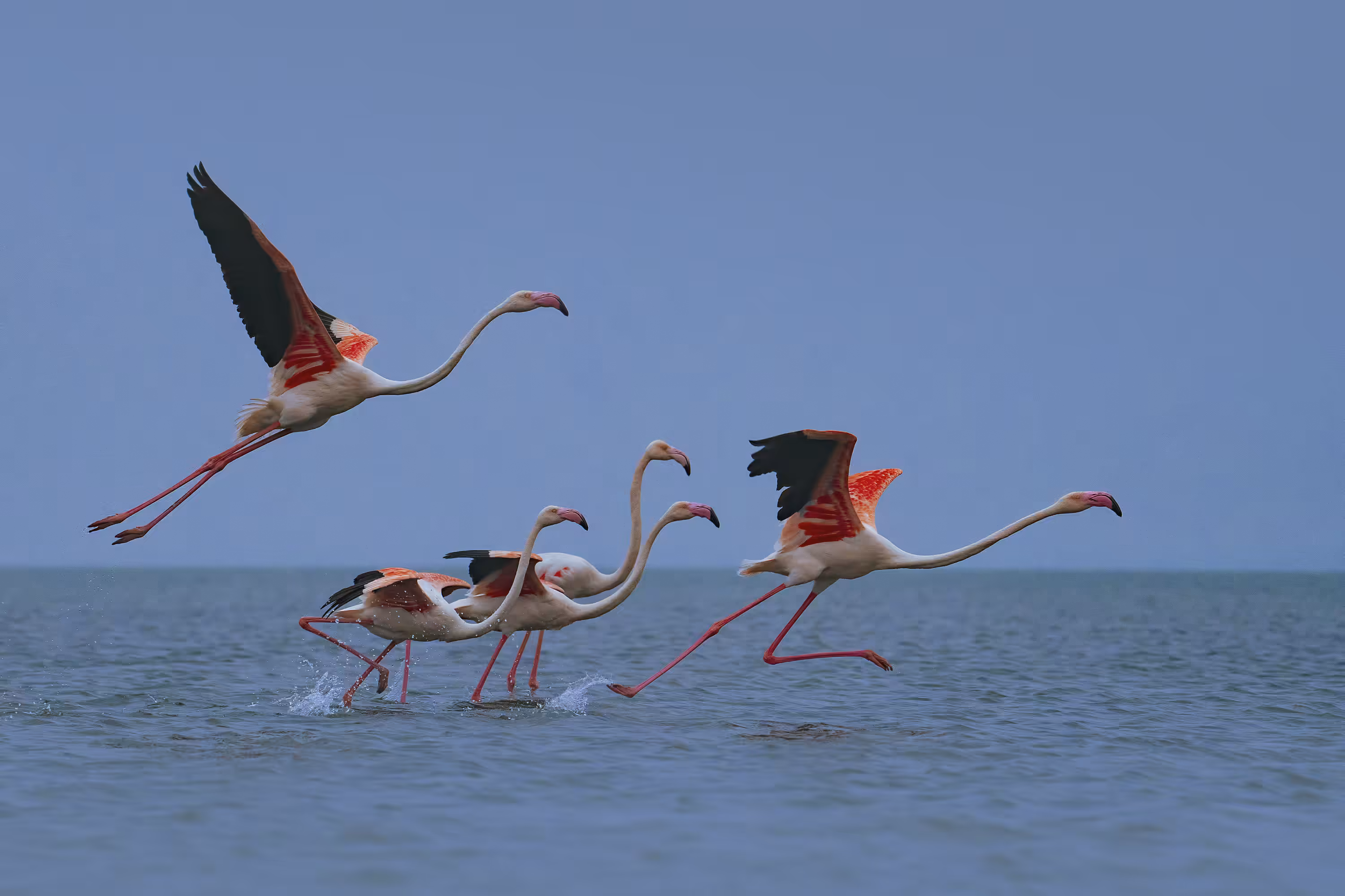 Greater Flamingo 