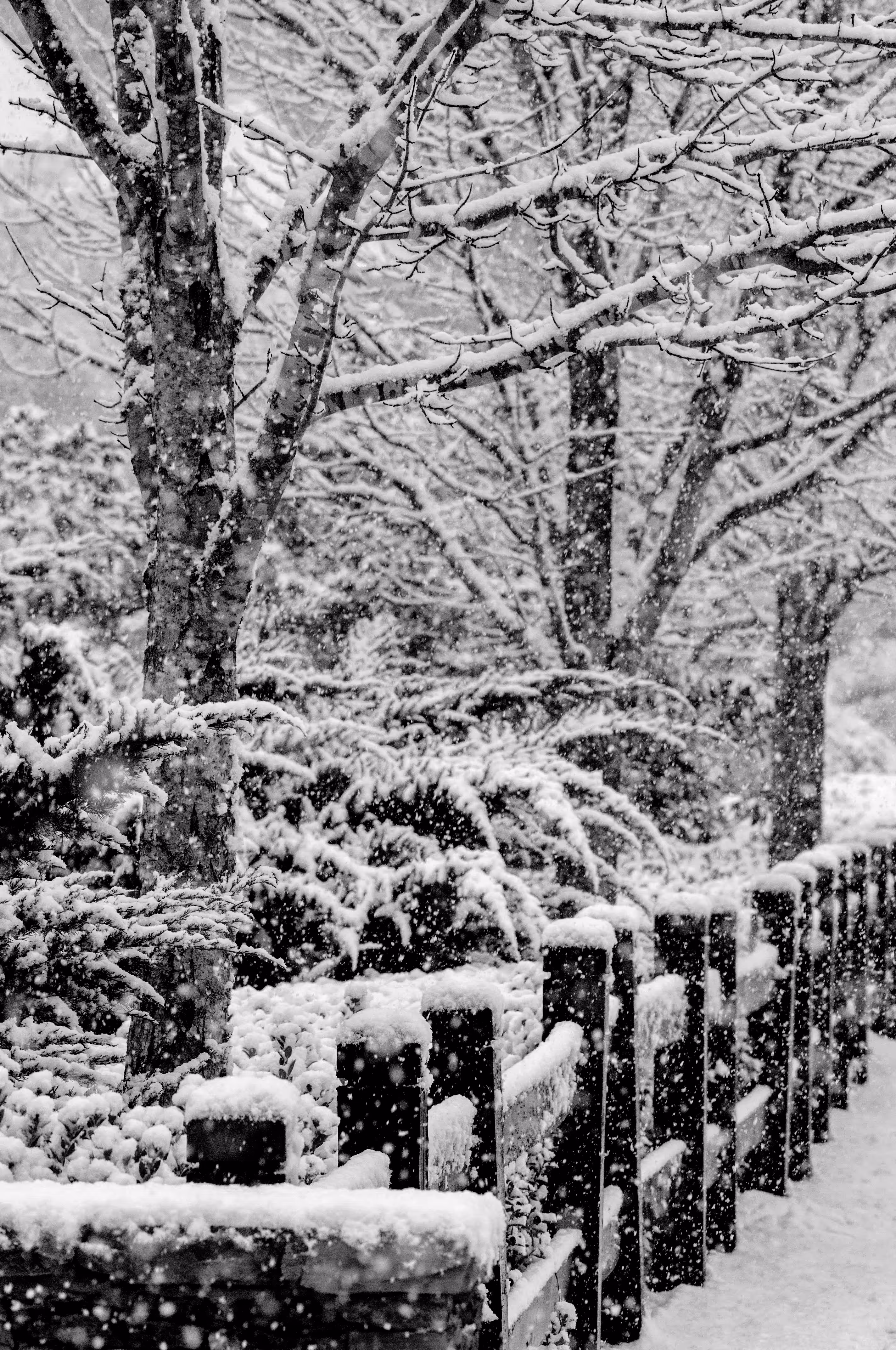 Winter