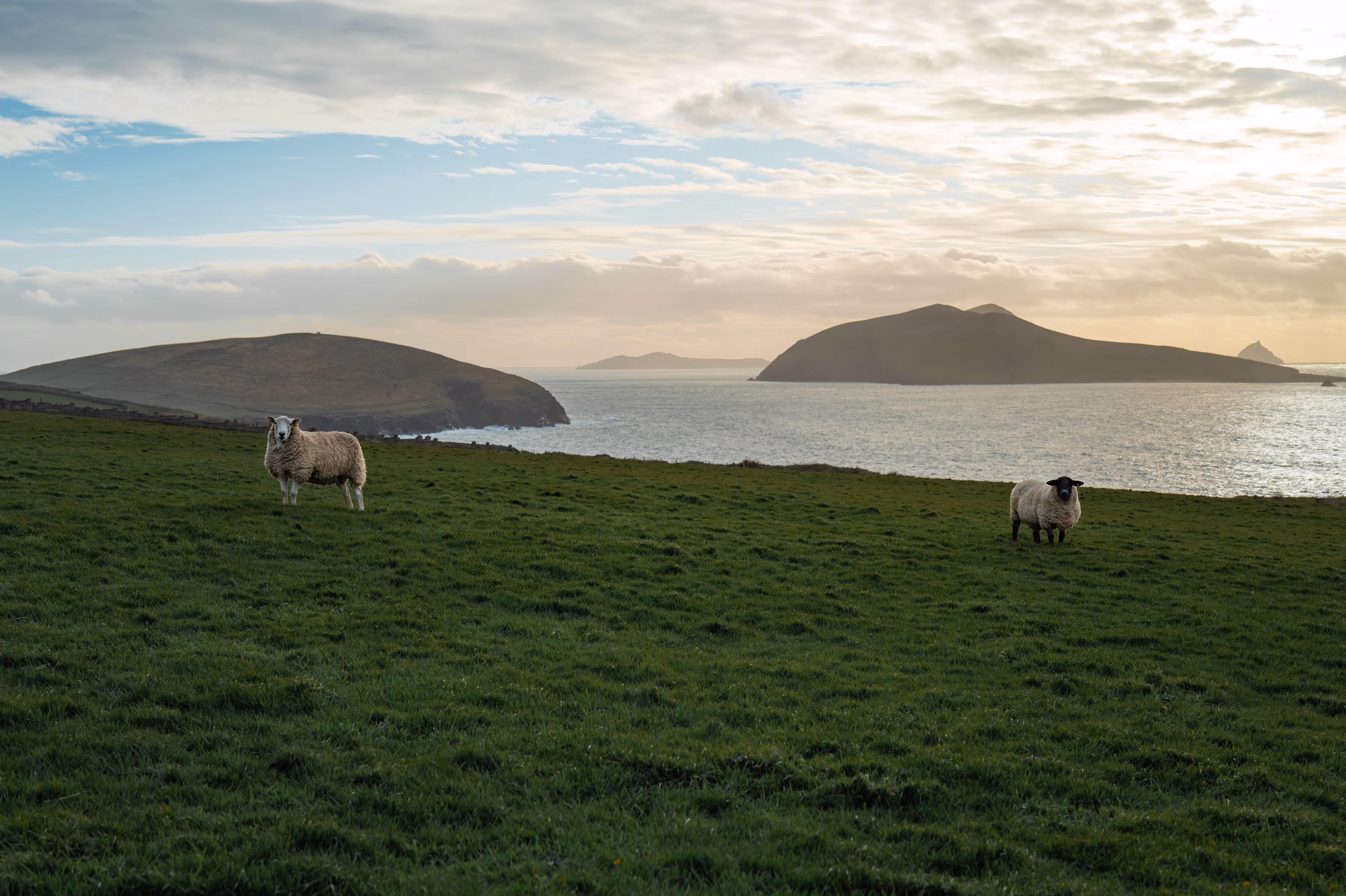 The Sheep Who Watch the Sea