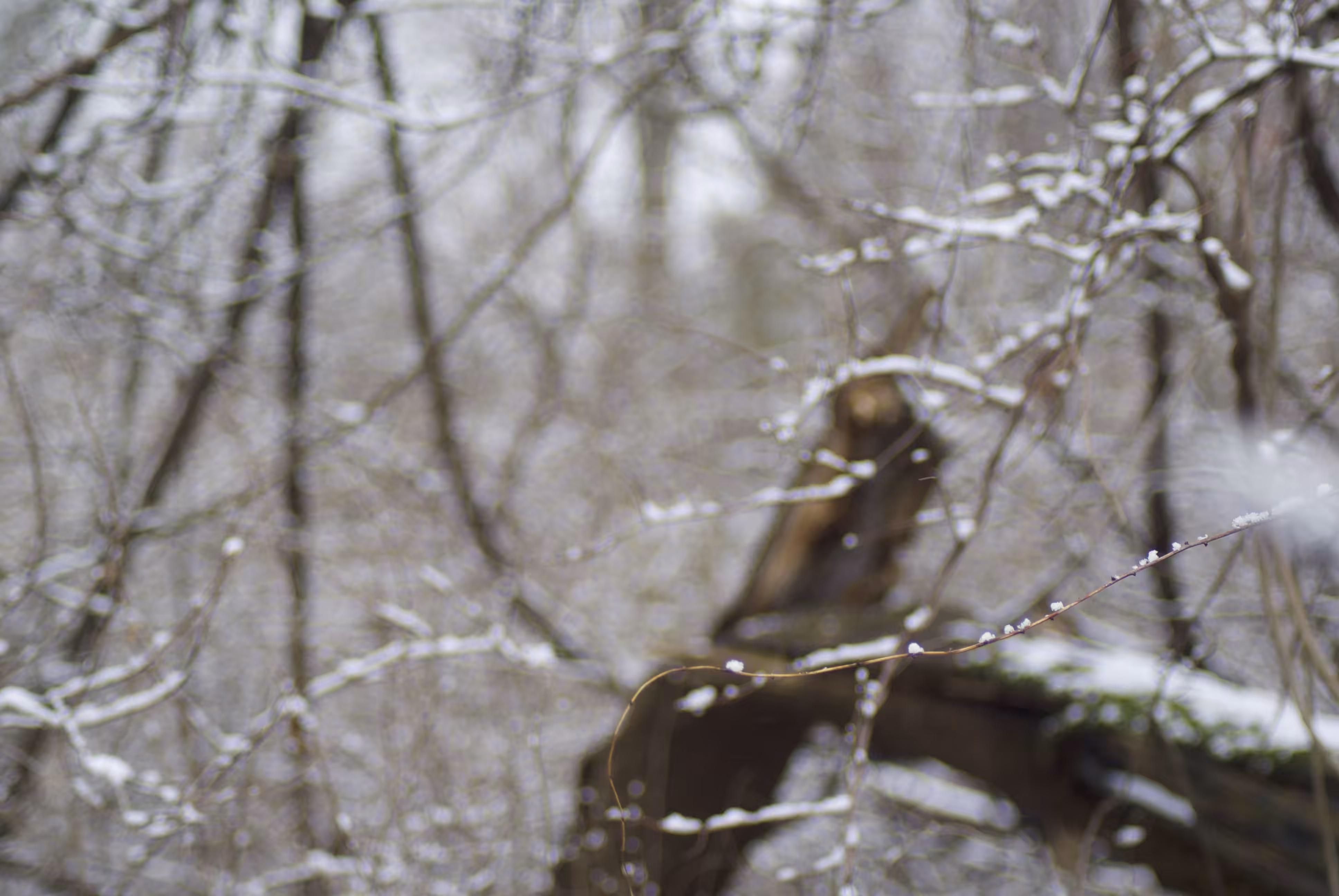 snow with branches no.3, 2021