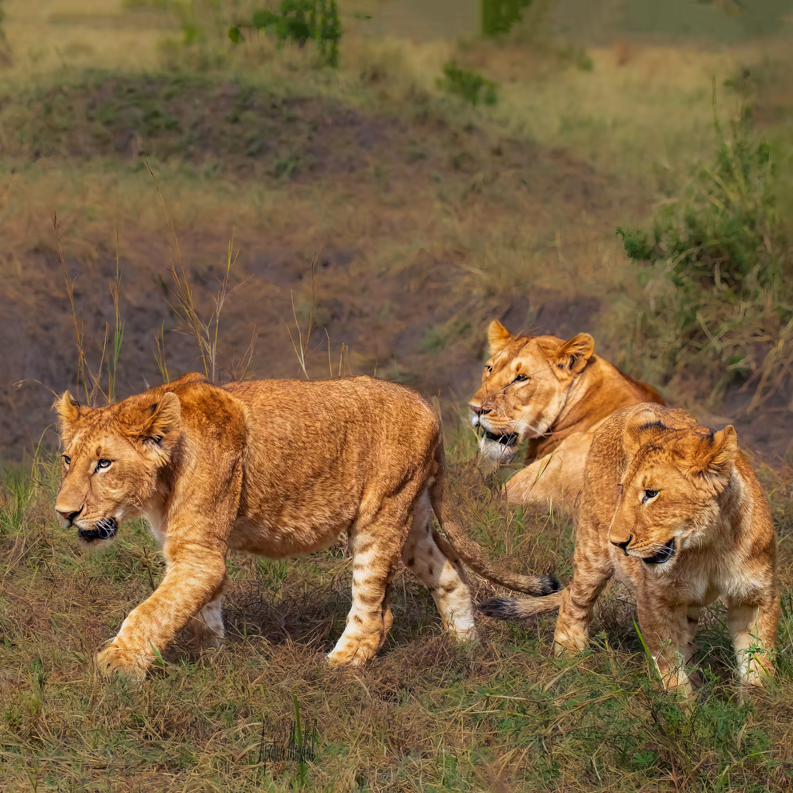 Lioness with Cubs