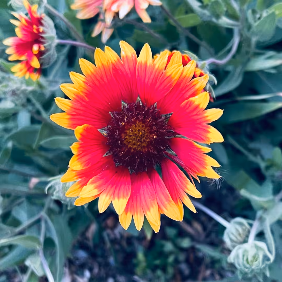 Flower #2