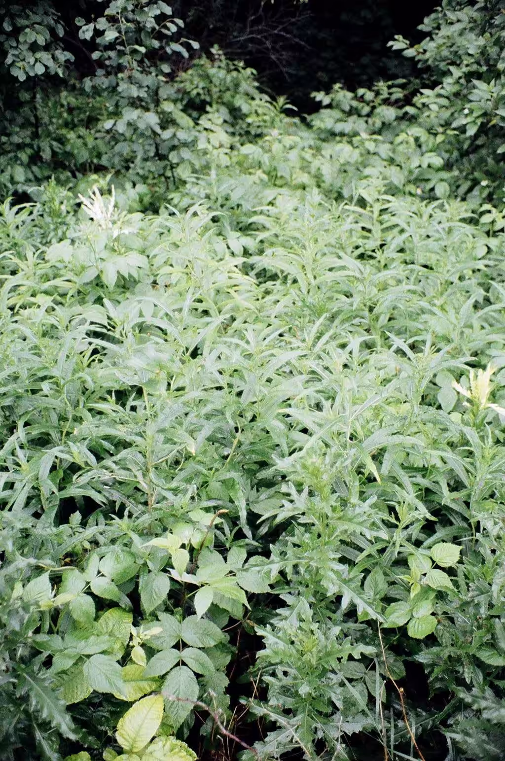 GREEN NFT