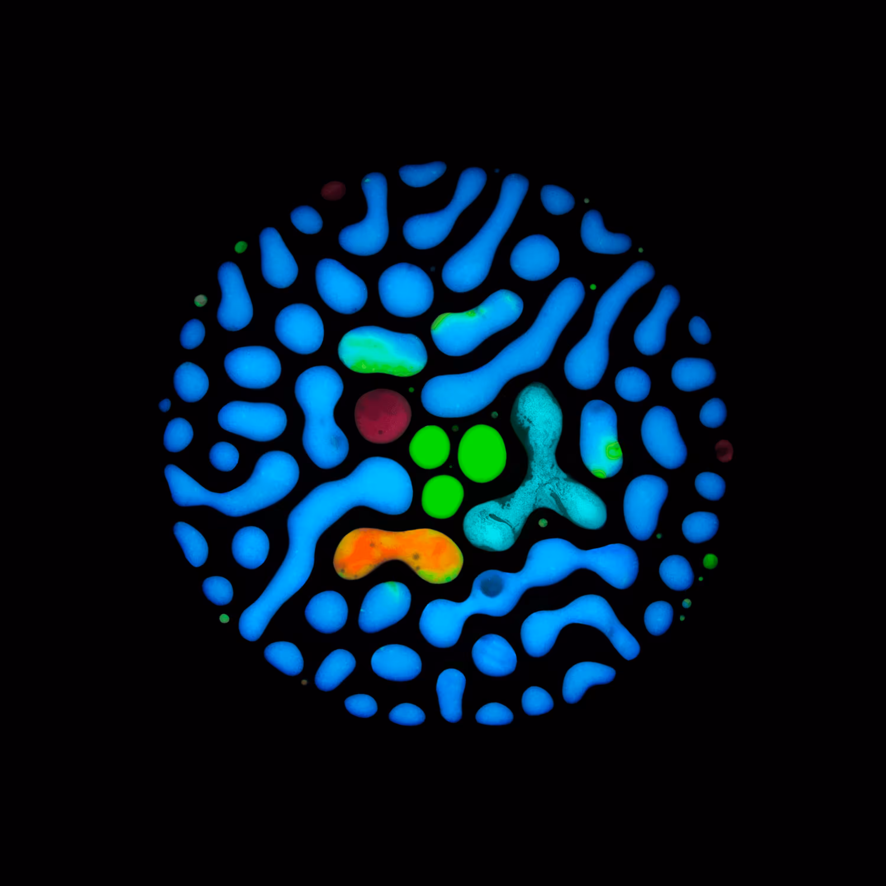 Haematopoiesis #227