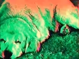 Doglitched