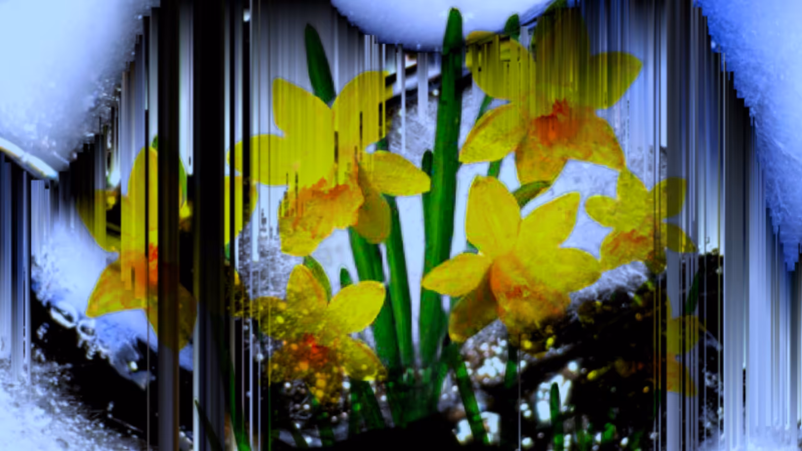 Frozen Daffodils