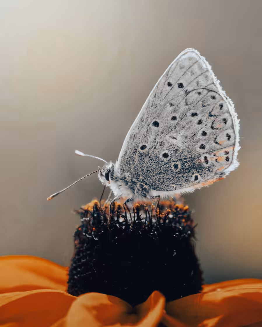 Butterfly #22