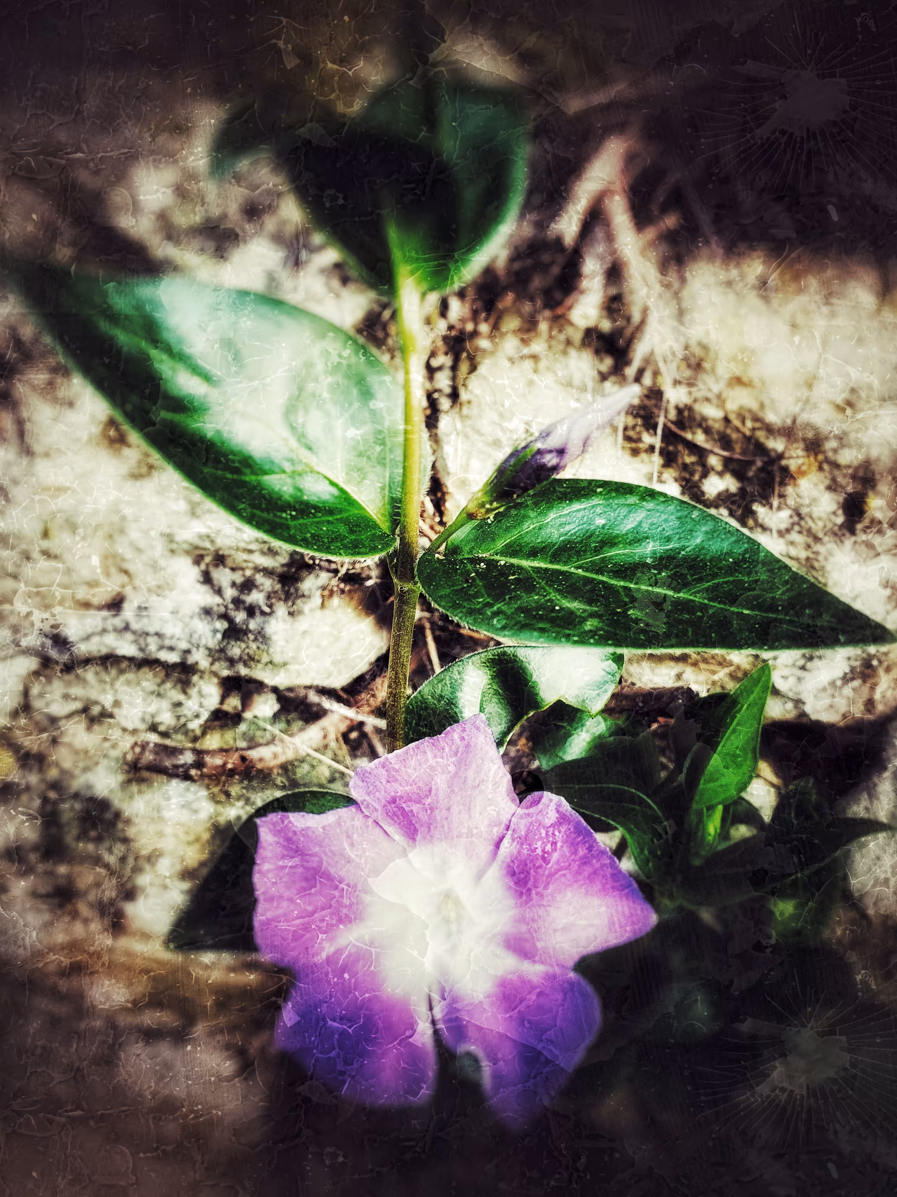 Flower Powerr #3 - Purple & Green