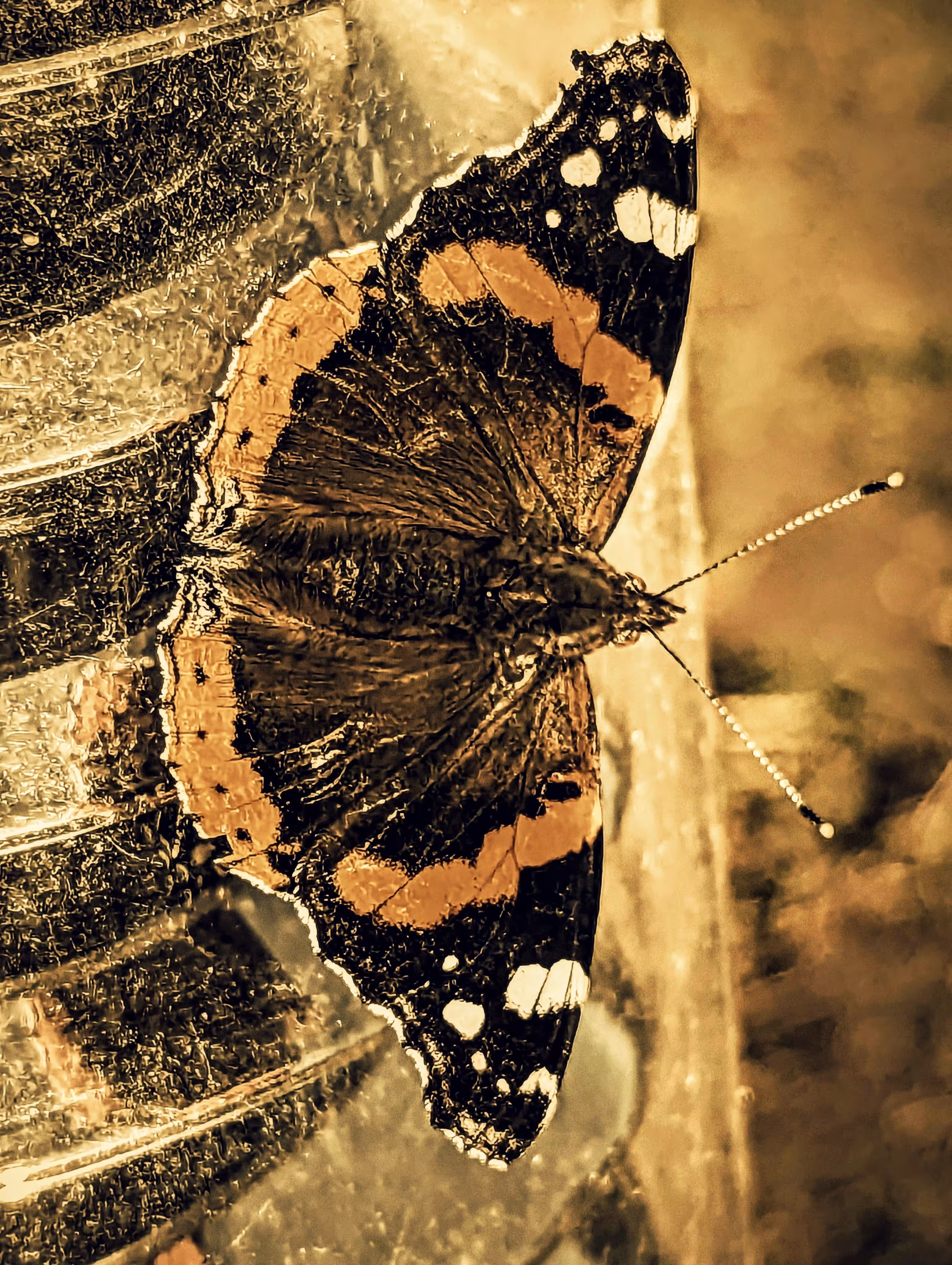 Basking red admiral