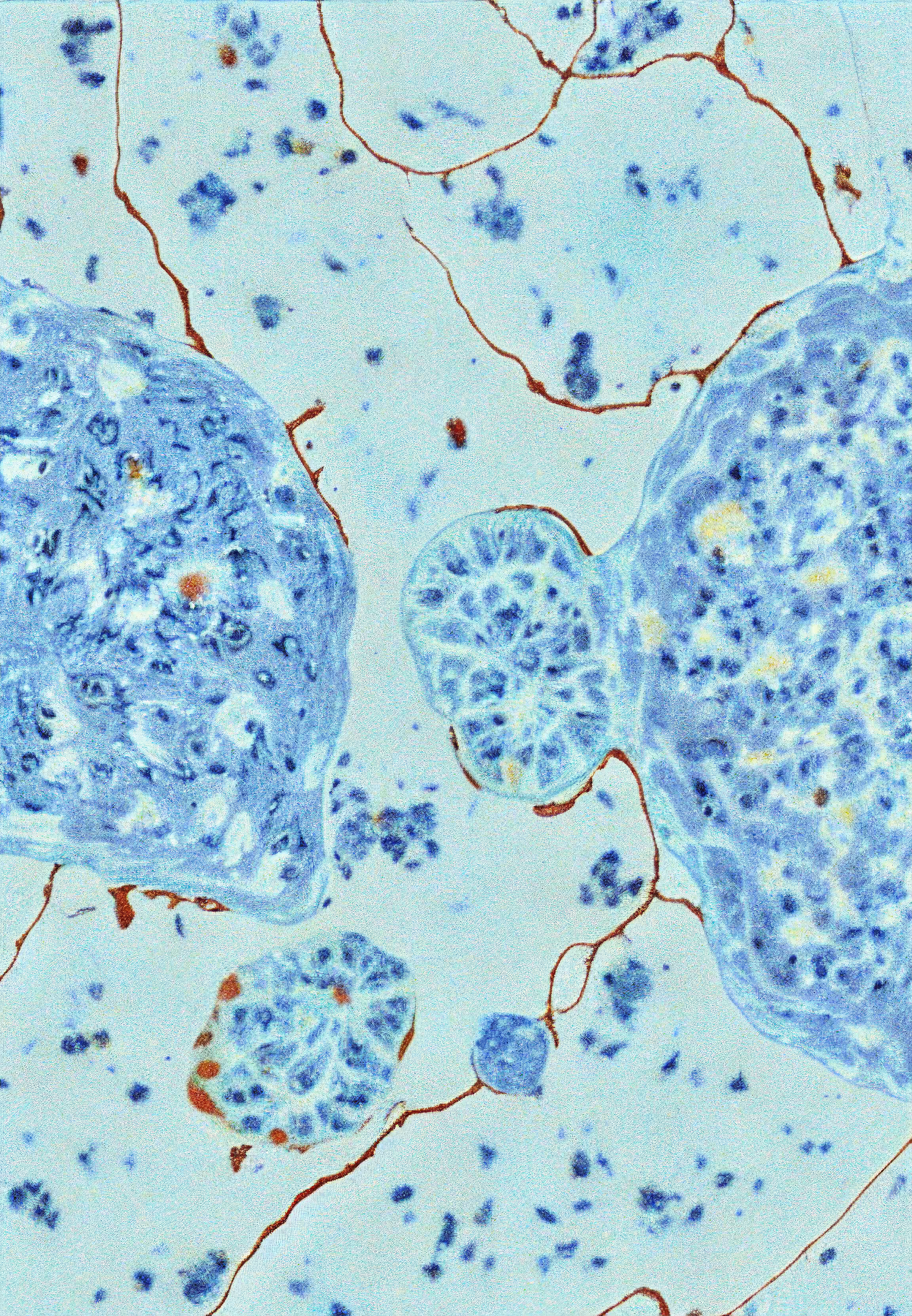 In Vivo, In Vitro, In Silico: Histologia In Silico #23