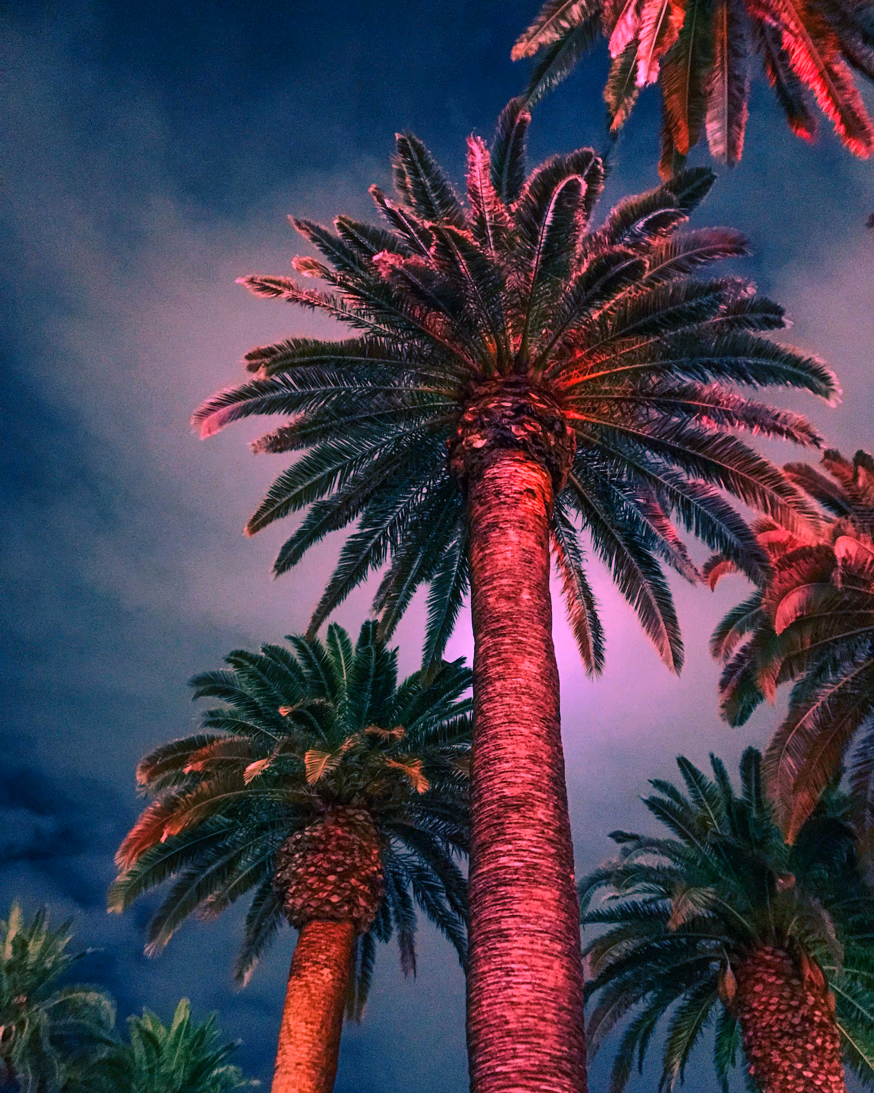 Party Palms