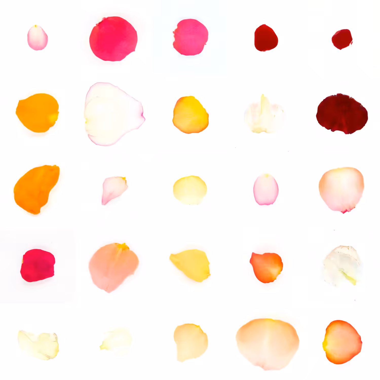 Infinite Petals 5x5#21442