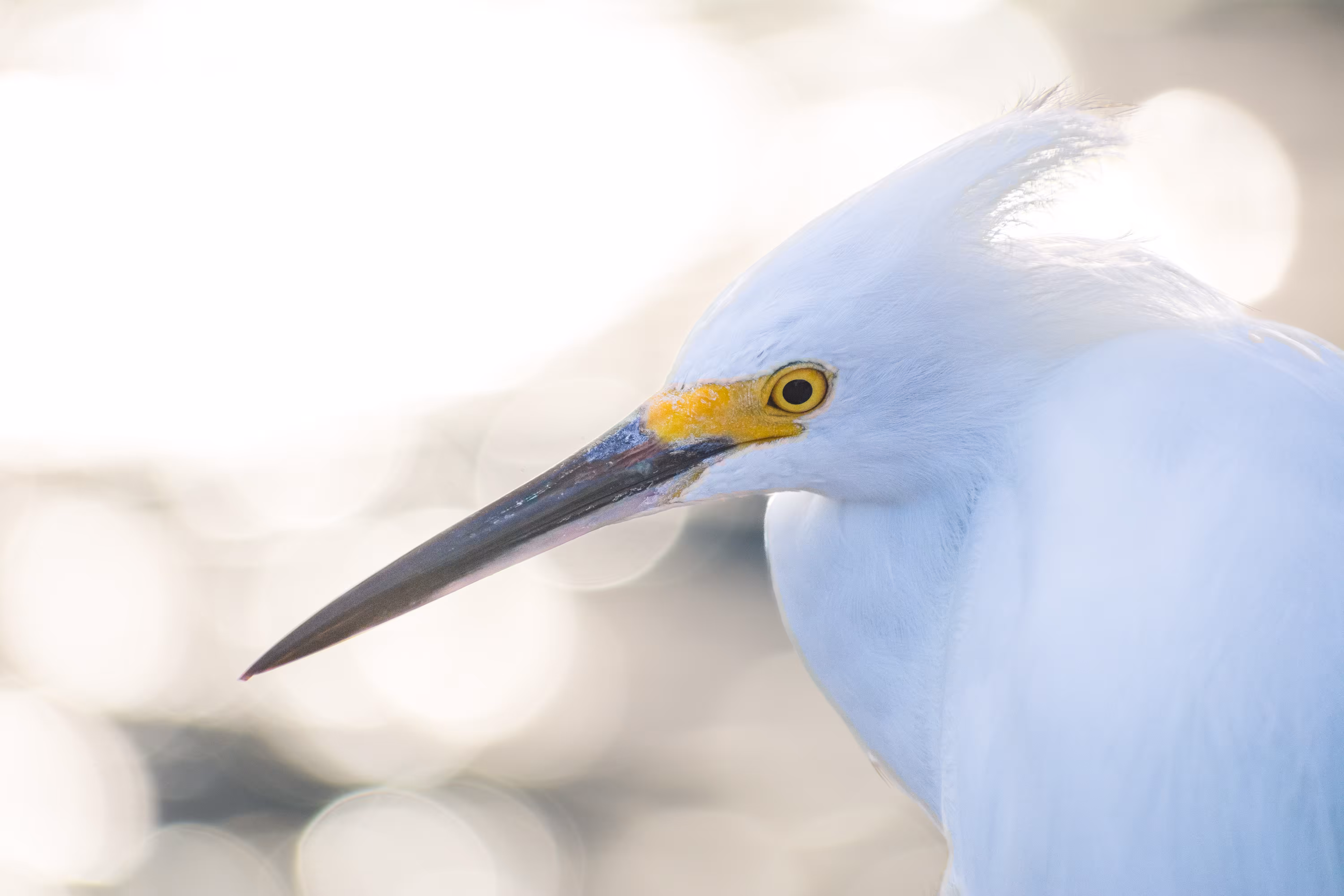 Snowy Egret