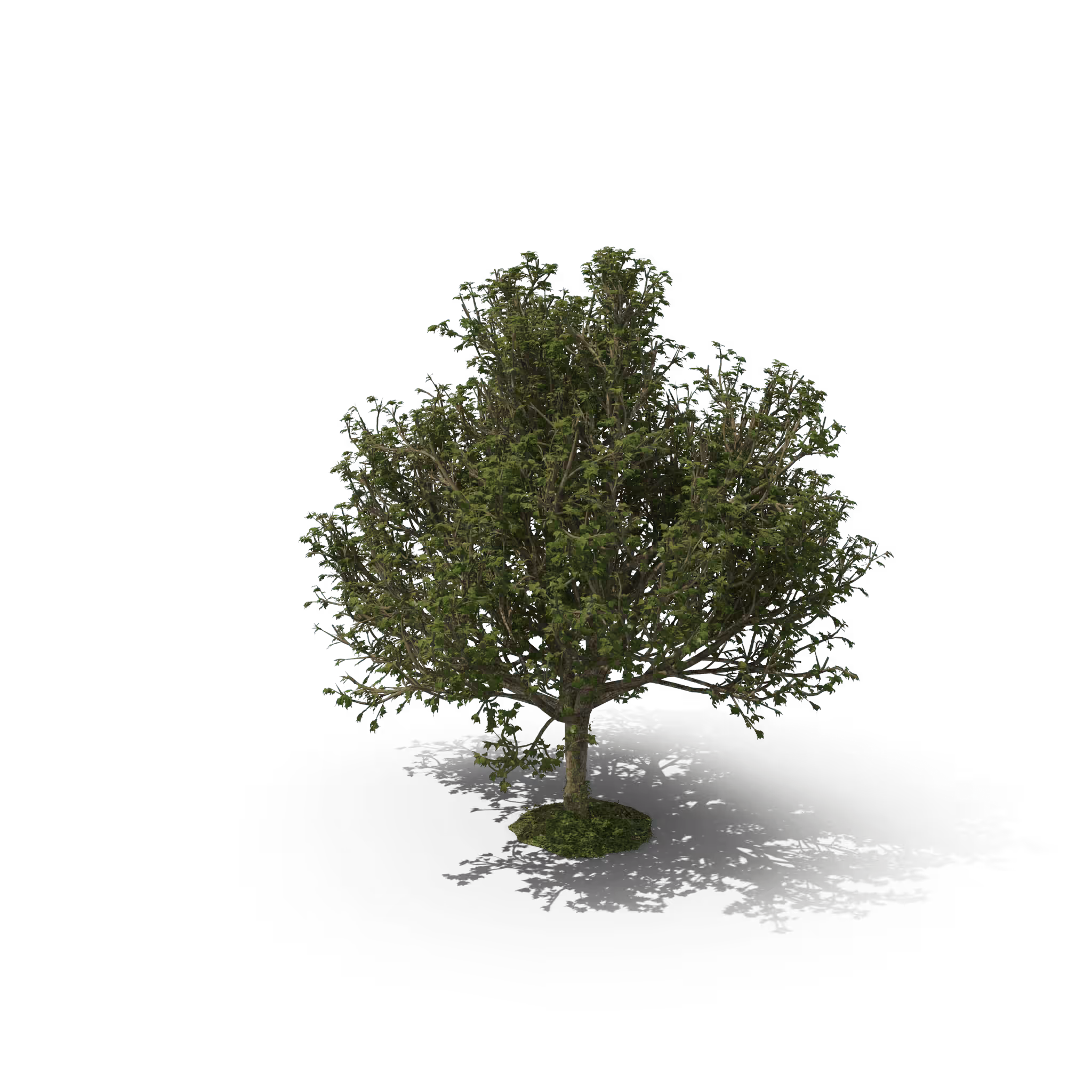 Your Tree I Power Block