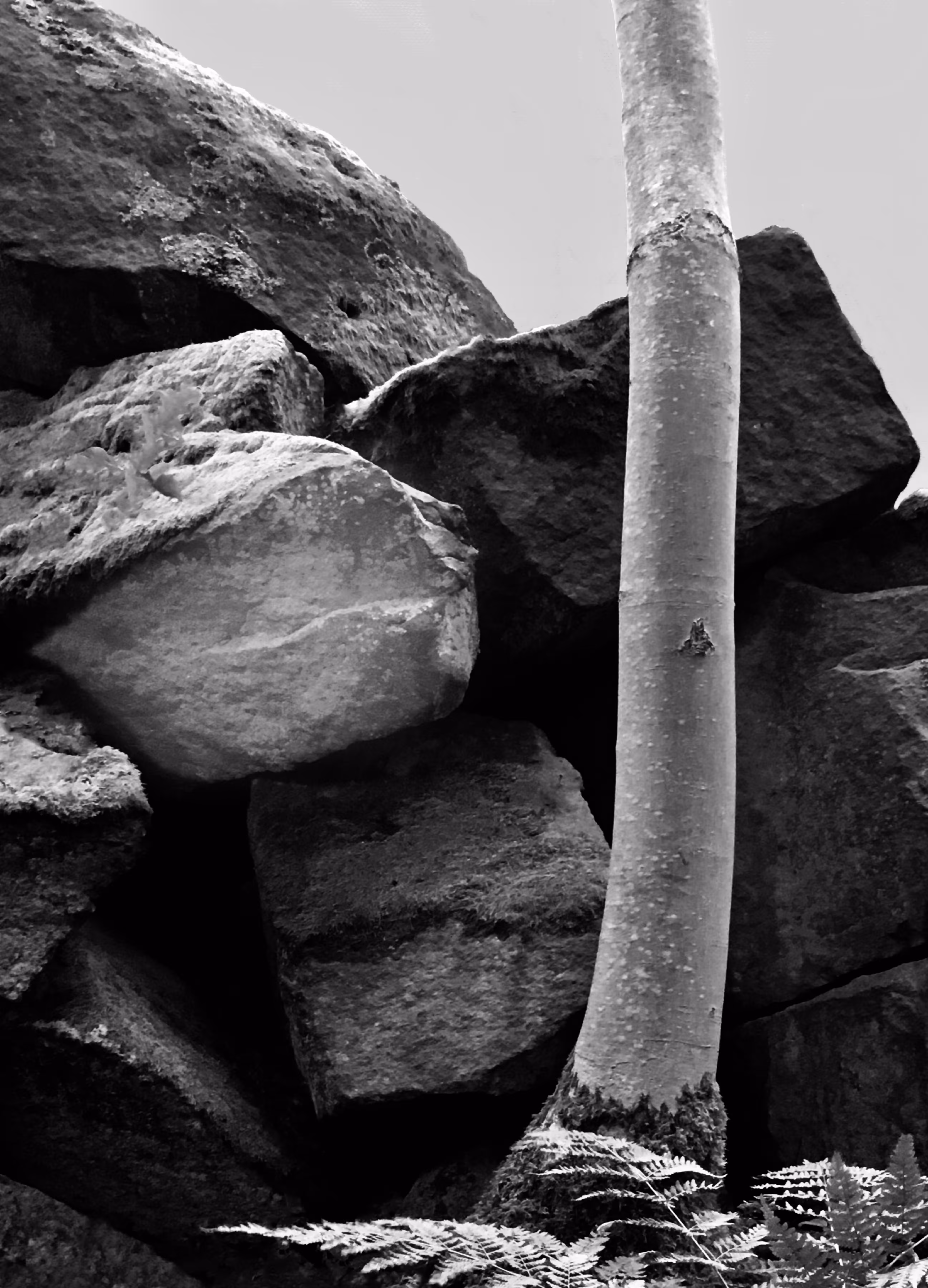 Photograph 24