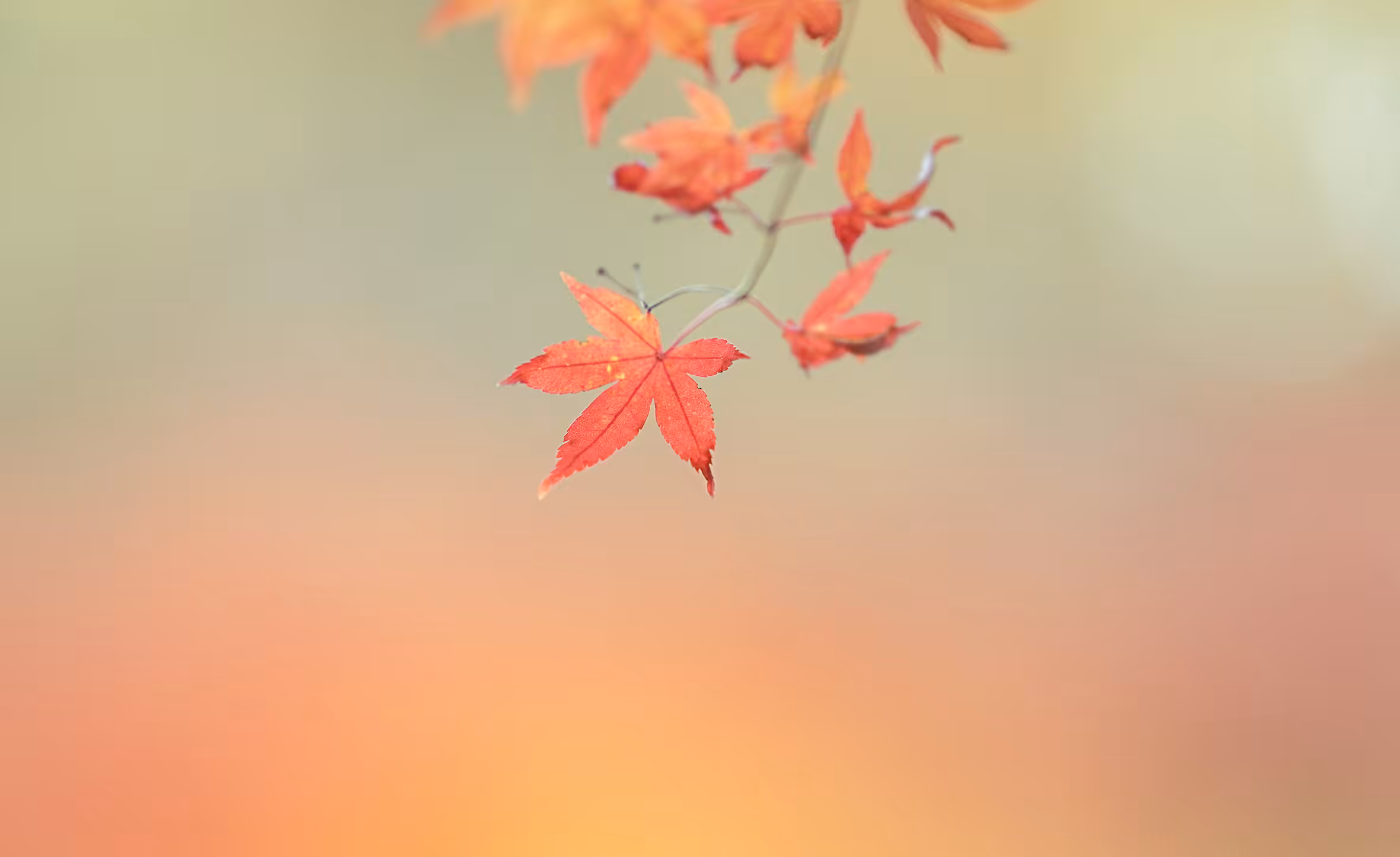 Maple#21