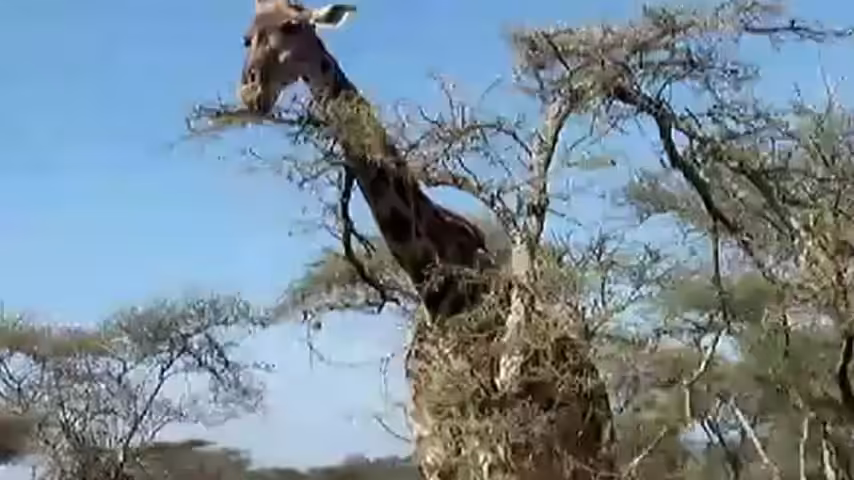 Song A Day: You're a Giraffe