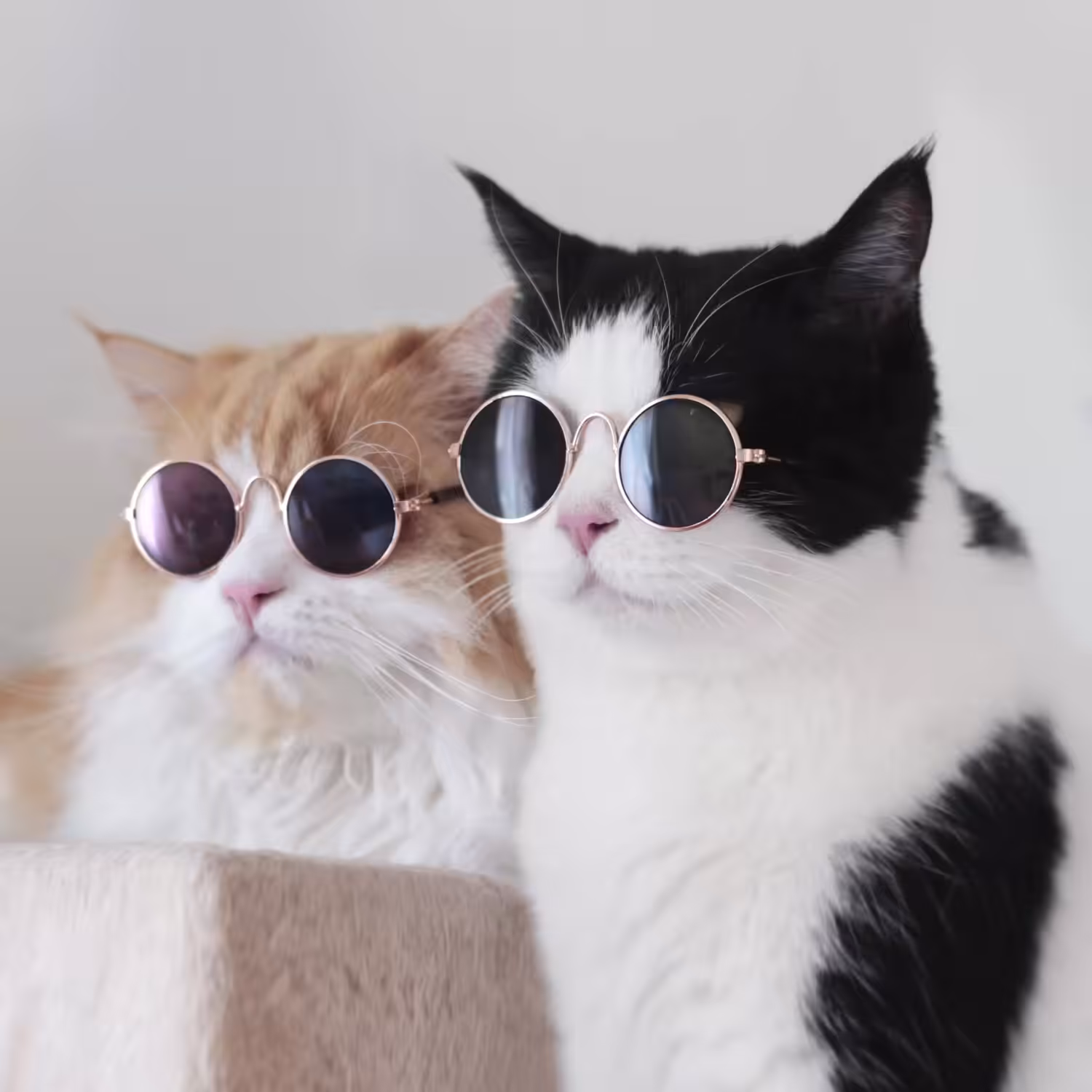 Cool Gangster Cats