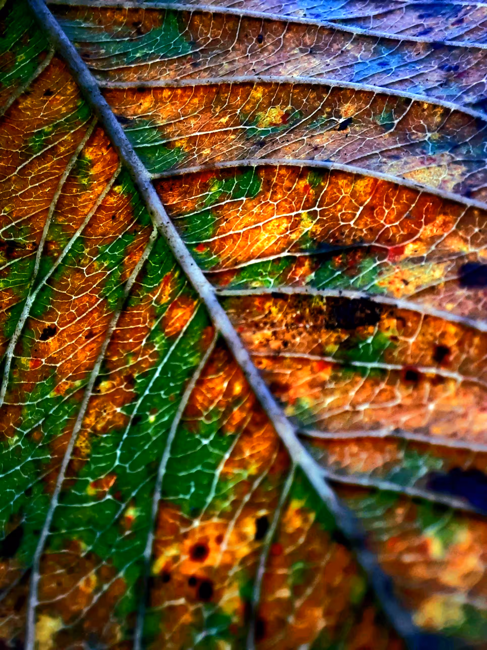 Abstract-Nature#15