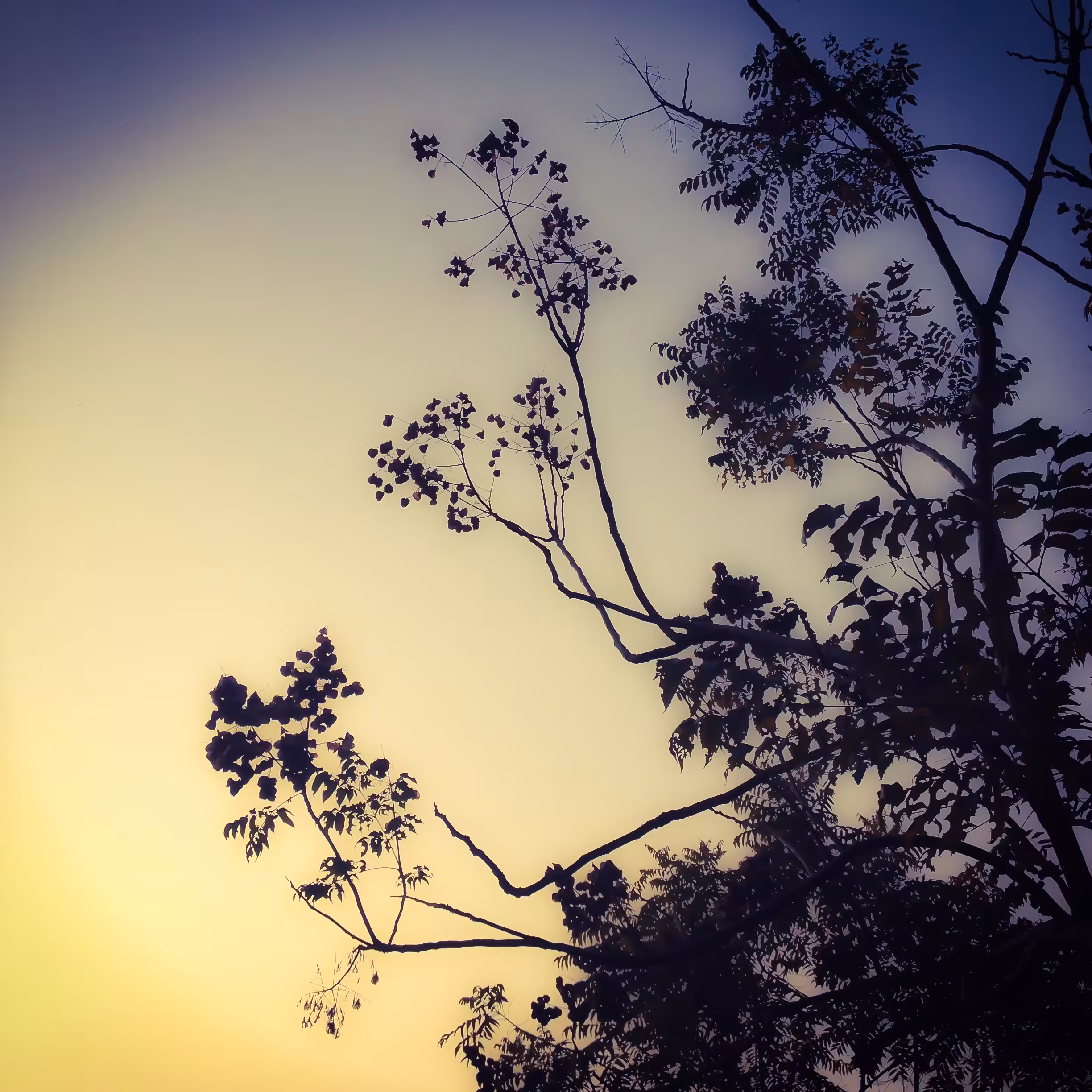 Early Spring Dusk