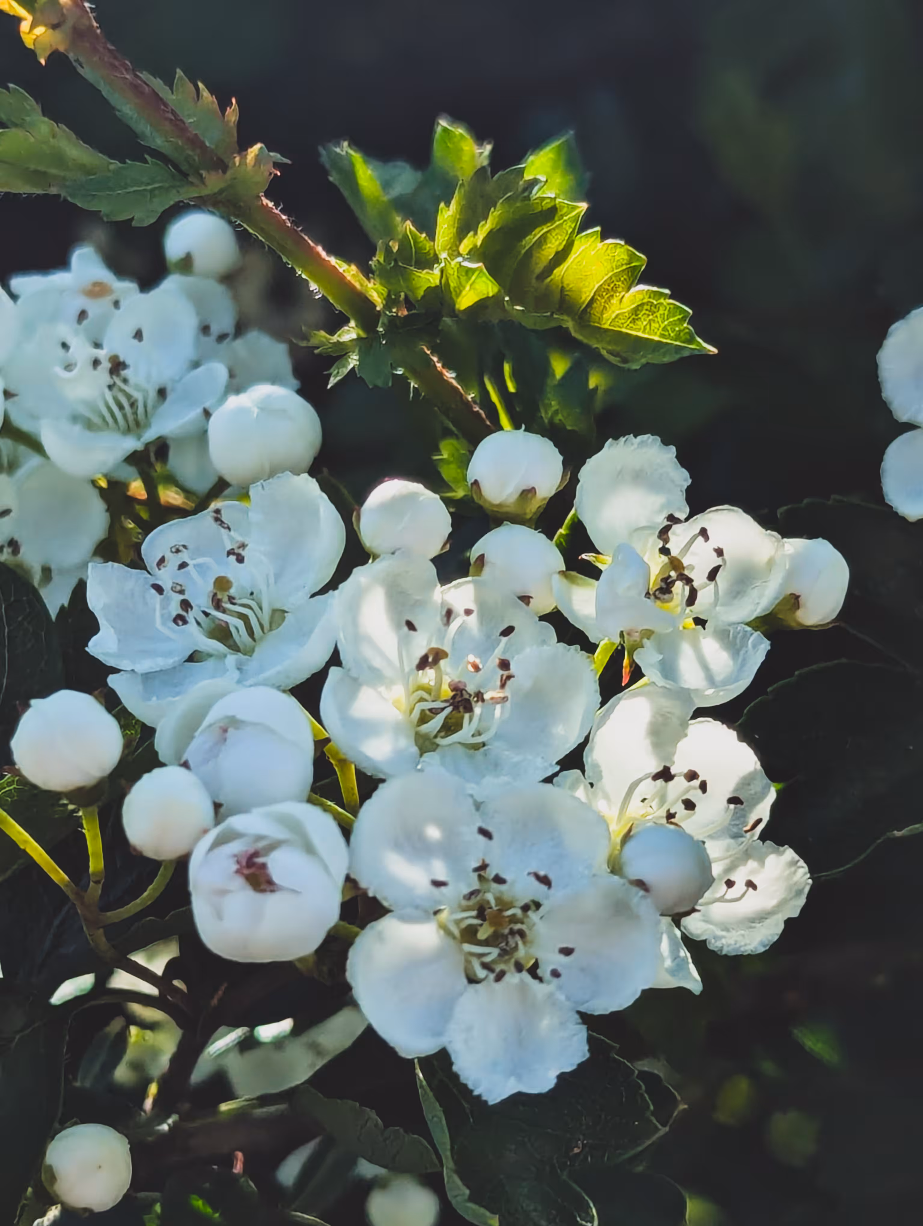 Luke_0x1 Photography : Hedge lights